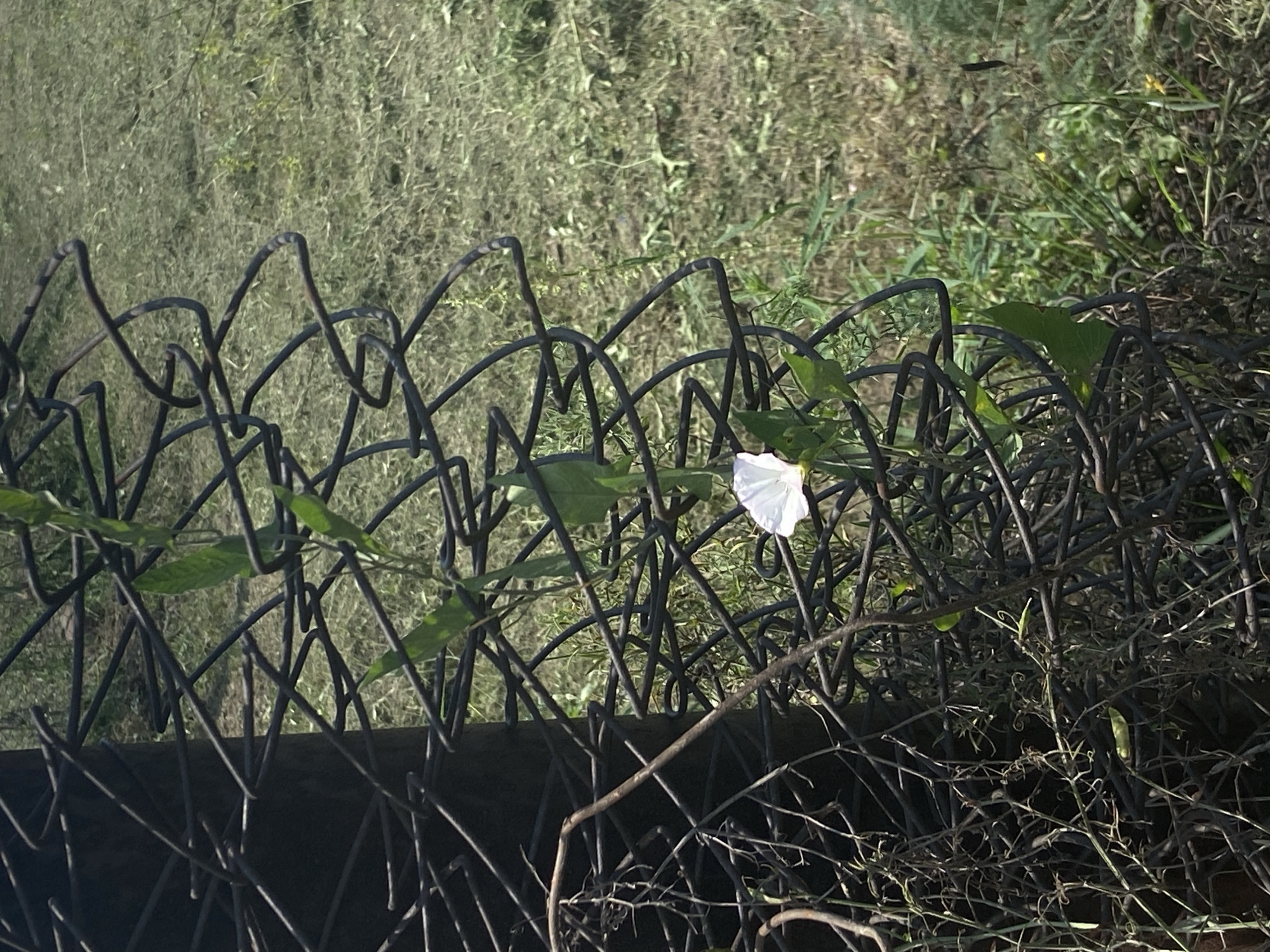 A white bindweed flower is blooming amongst dense, tangled wire fencing and green vines. The background is a blurry expanse of green grass and other vegetation. The scene is lit by daylight, casting shadows within the wire structure. The image appears to be taken outdoors, in an unkempt area.