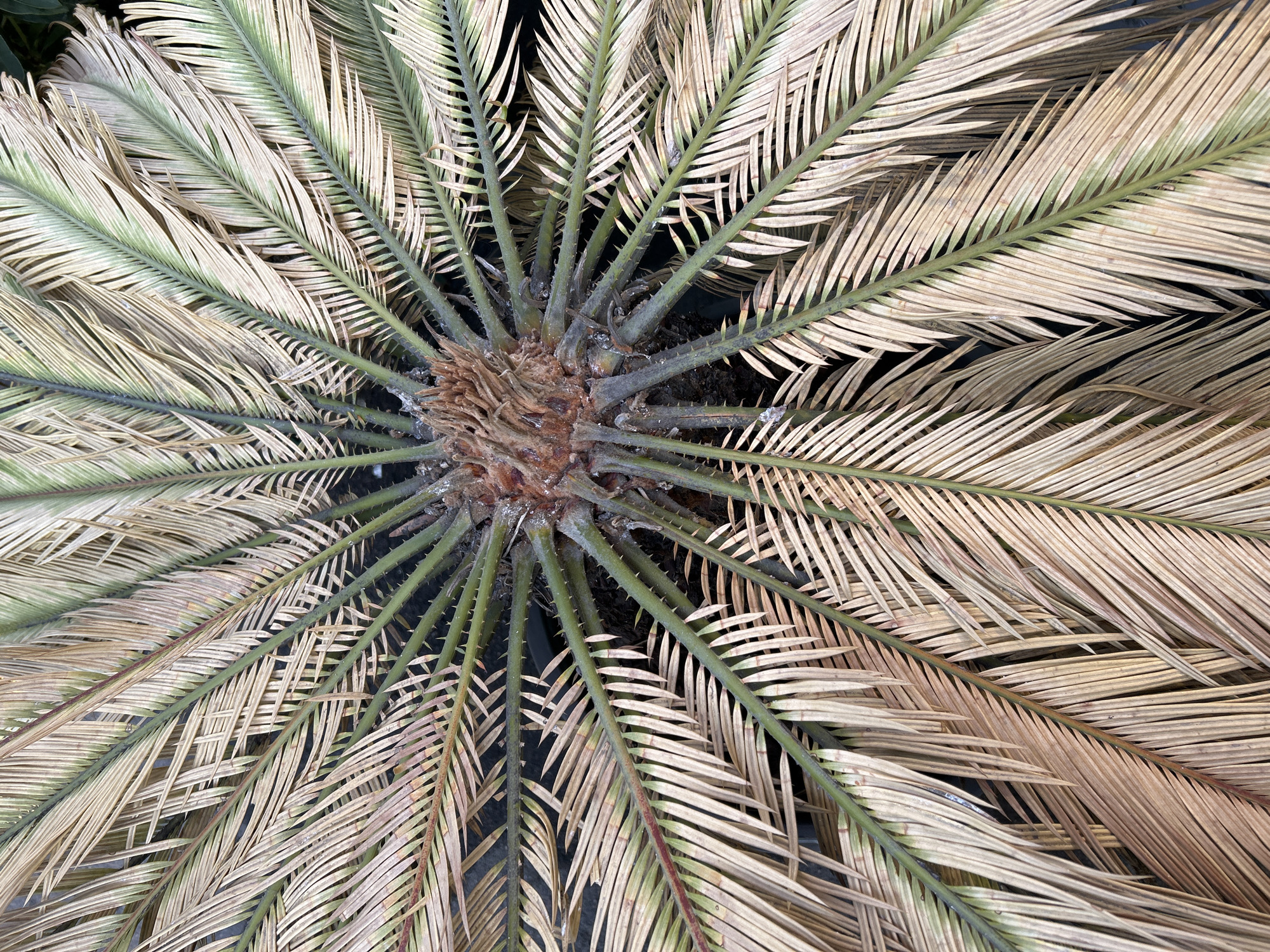An overhead photograph captures a cycad plant, likely a sago palm, with its fronds radiating outwards from a central core. The plant's heart is a dense, fibrous mass of dark brown and reddish-brown material. From this center, numerous fronds extend symmetrically, dominating the frame.
The fronds are predominantly dried and pale, displaying shades of light brown, yellowish-white, and beige across their individual leaflets. A subtle green hue is discernible along the central rachis (stem) of some fronds and at the base of certain leaflets, indicating either a partial preservation of color or a gradual transition in their condition. The main stems of these fronds are dark green and are notably thorny or spiky, especially closer to the plant's core.
The background is uniformly dark and out of focus, providing a strong contrast that accentuates the textured details and pale colors of the plant. No other subjects, such as people or additional objects, are visible. The image depicts no active event; it is a still life of the plant. The dried appearance of the fronds suggests the plant may be experiencing stress, undergoing a natural aging process, or recovering from environmental impact. Given the provided context of Saint Petersburg, Russia, this plant is most likely cultivated in a controlled indoor environment, such as a greenhouse or conservatory, where its climate requirements can be met. There are no visible cues for the time of day, weather conditions, or any discernible text within the image.
