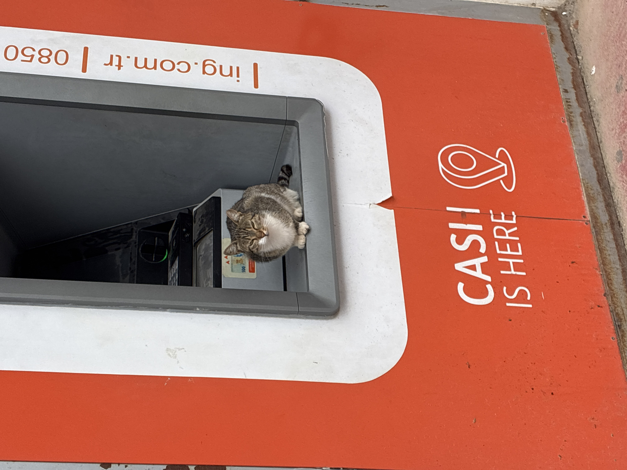 A tabby cat is sitting inside a cash machine slot in Alanya, Turkey. The cat is looking at the camera with its eyes partially closed. The cash machine is red and white, with the words "CASH IS HERE" printed on the front. The background is a dark gray interior of the machine. A website address and phone number are printed vertically on the side of the machine.