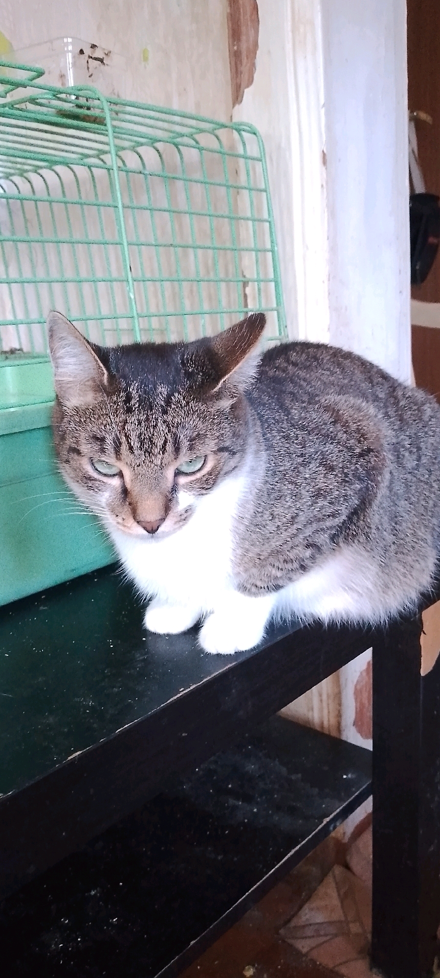 A tabby cat with green eyes is sitting on a black shelf in front of a green cage. The cat is facing forward and appears to be looking at the camera. The background is a wall with peeling paint. The scene is indoors. The specific location of this image in Belgorod, Russia cannot be determined from the provided image.
