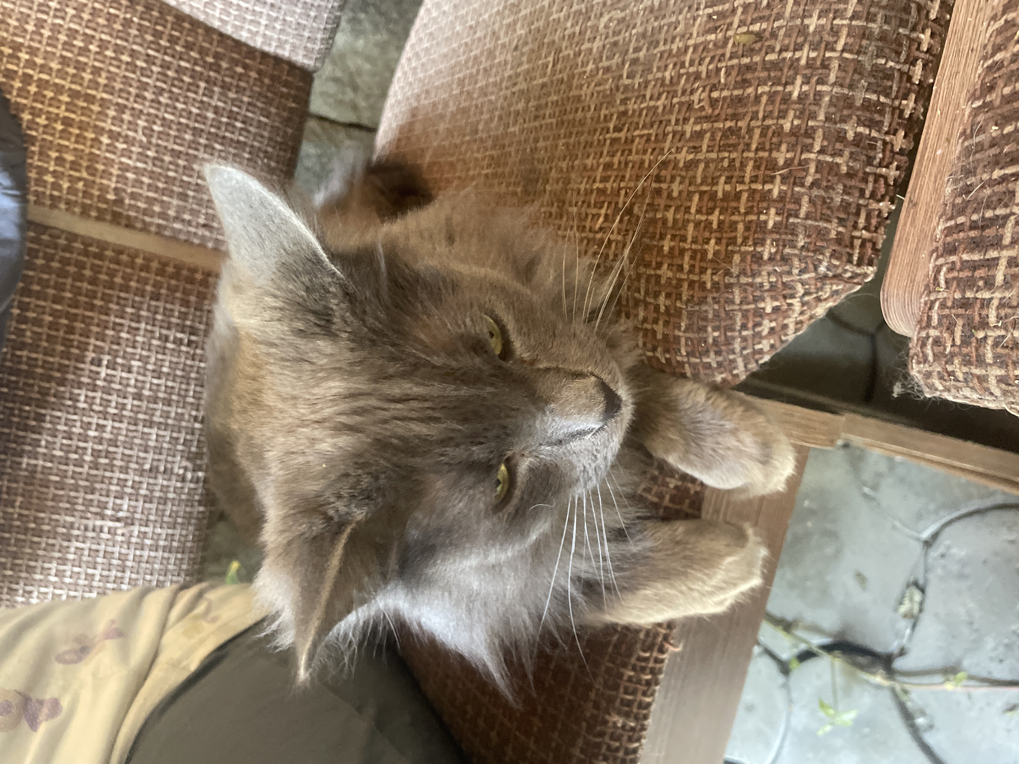 A long-haired grey cat with green eyes is resting on a brown textured chair. The cat is positioned in the center of the frame, looking down with its paws extended forward. The chair is situated outdoors, with glimpses of grey paving stones and green foliage visible in the lower left portion of the image. The background consists of a blurred out section of the chair and what appears to be a person wearing a light-colored garment. The scene is brightly lit, suggesting it is daytime. The location is Almaty, Kazakhstan.