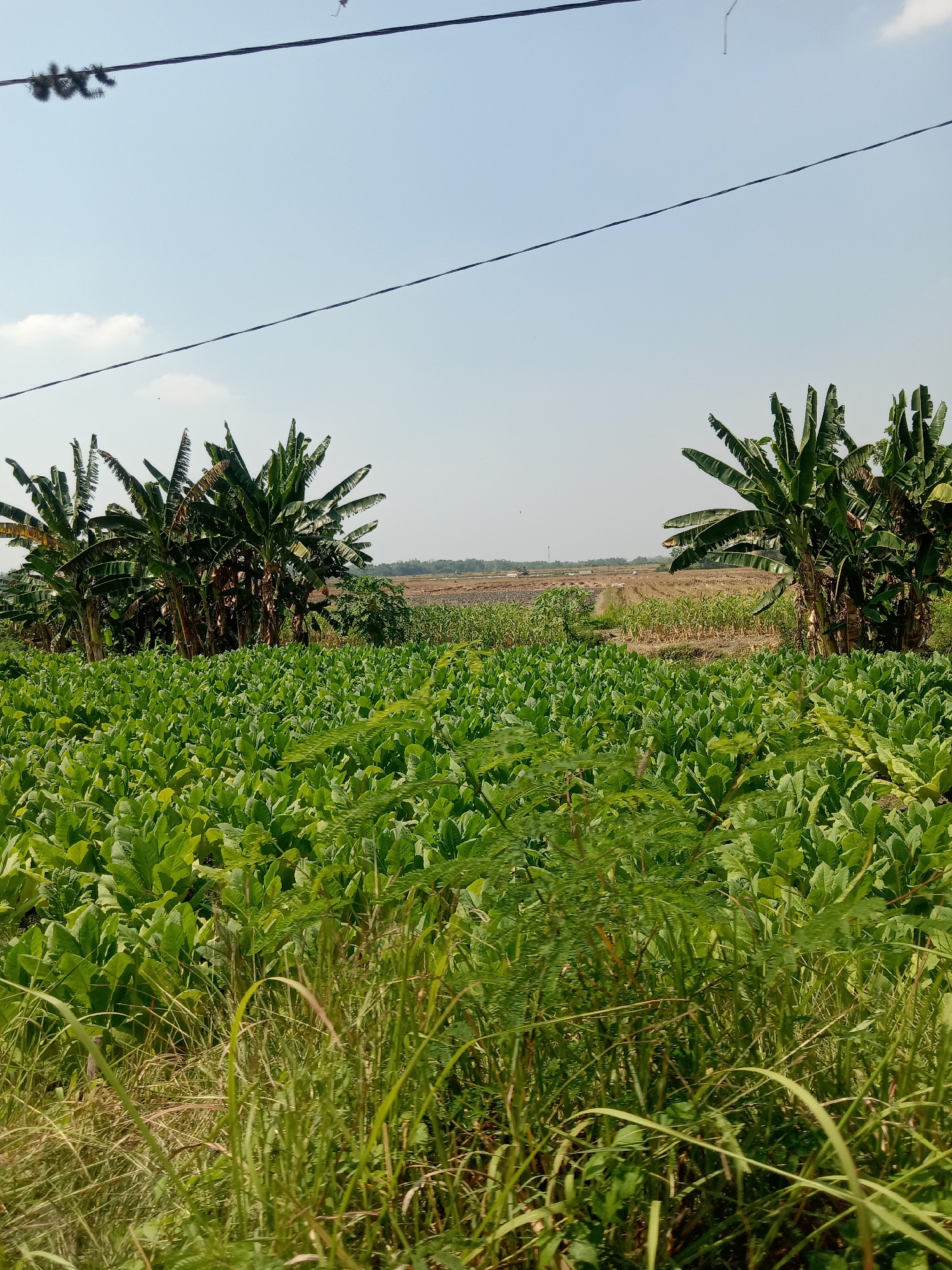 The image depicts a rural landscape with fields of green crops and banana trees under a clear blue sky. In the foreground, tall green grasses and leafy plants create a blurred effect. Behind this, a vast field of uniform, leafy green plants, likely tobacco, stretches towards the horizon. Several clusters of banana trees with their characteristic large leaves are scattered throughout the scene, with two prominent clusters visible on the left and right sides of the image. In the distance, a dry, harvested field is visible, suggesting a change in agricultural cycles or different crop types. Two power lines cross the upper portion of the sky, with a faint kite visible in the upper right corner. The overall impression is of a sun-drenched agricultural area.