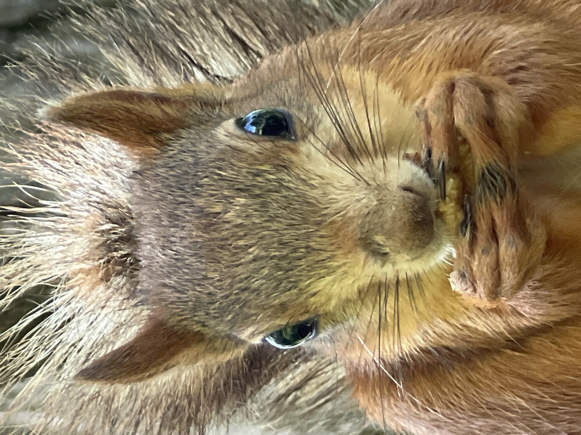 Close-up image of a squirrel. The squirrel has brown and grey fur with a mix of darker and lighter shades. It has small, dark eyes and long whiskers. Its paws are near its face, seemingly holding or eating something. The background appears to be fur or foliage. The image location is unspecified; there is no definitive evidence connecting the image to the city of Krasnodar, Russia.