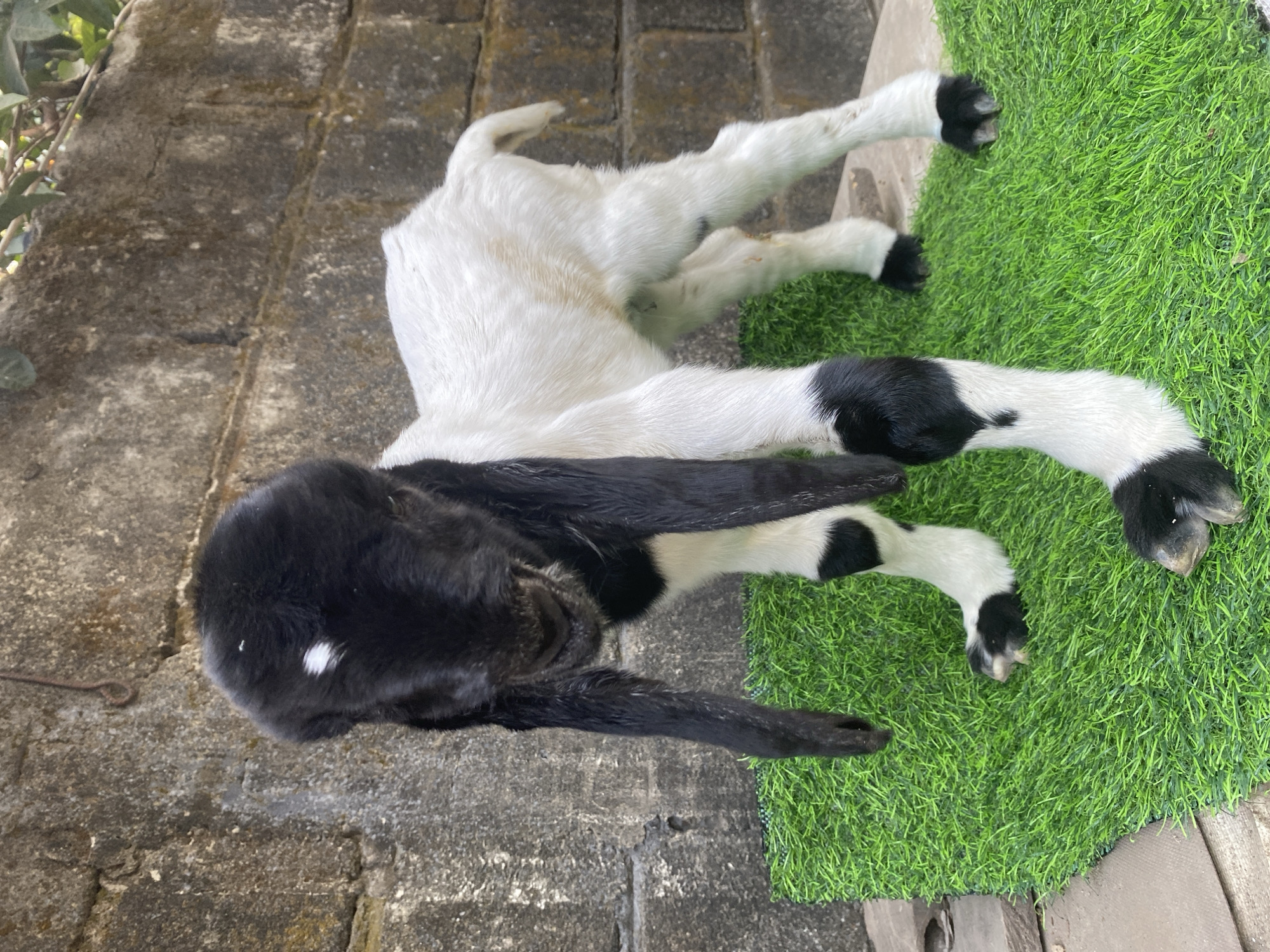 A young goat with black and white markings stands on artificial grass in front of a textured concrete wall. The goat has long, floppy black ears, a white blaze on its forehead, and black markings on its legs. The background is a roughly textured, weathered concrete wall. The scene appears to be outdoors, possibly in a yard or enclosed area. The lighting suggests it is daytime. The image was taken in Rembangkepuh, Indonesia.