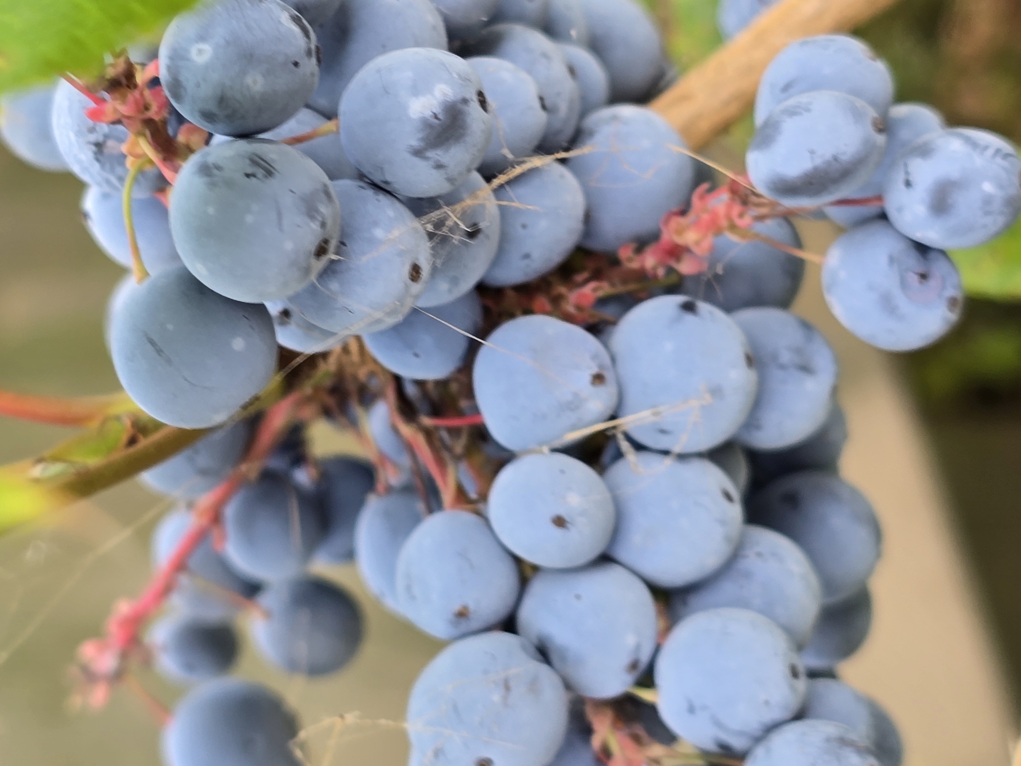 A close-up, macro photograph captures a cluster of ripe blueberries on a branch. The berries are a muted blue-grey, with some showing a dusty bloom. They are round to slightly oval, with a slight indentation at the blossom end. Tiny spiderwebs are visible clinging to some of the berries and the delicate stems. The background is softly blurred, suggesting an outdoor setting, with hints of green foliage and warm, earthy tones. No specific location in Antwerp, Belgium, can be determined from the image.