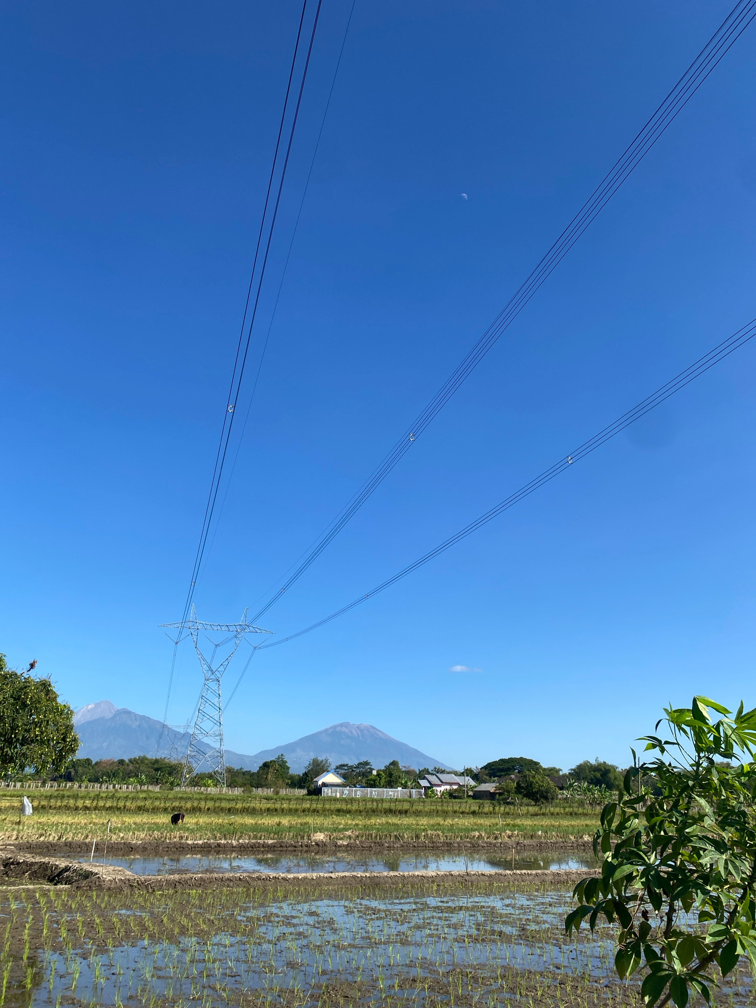 The image captures a wide landscape in Pondok, Indonesia, under a clear, bright blue sky. In the foreground, a flooded rice paddy is visible, with young green rice shoots reflecting the sunlight. A dirt embankment divides two sections of the paddy, with some dry earth visible. In the mid-ground, a vast field of mostly harvested rice stalks stretches out, with a solitary black creature, possibly a water buffalo or a cow, standing in the center. A transmission tower with multiple power lines stretches across the sky, dominating the upper half of the frame. Beyond the fields, a line of trees and houses can be seen, with a light blue hazy mountain range in the distance. A crescent moon is faintly visible in the sky. A large green leafy plant occupies the right side of the foreground, partially obscuring the view of the fields. The overall scene suggests a rural, agricultural setting on a sunny day.