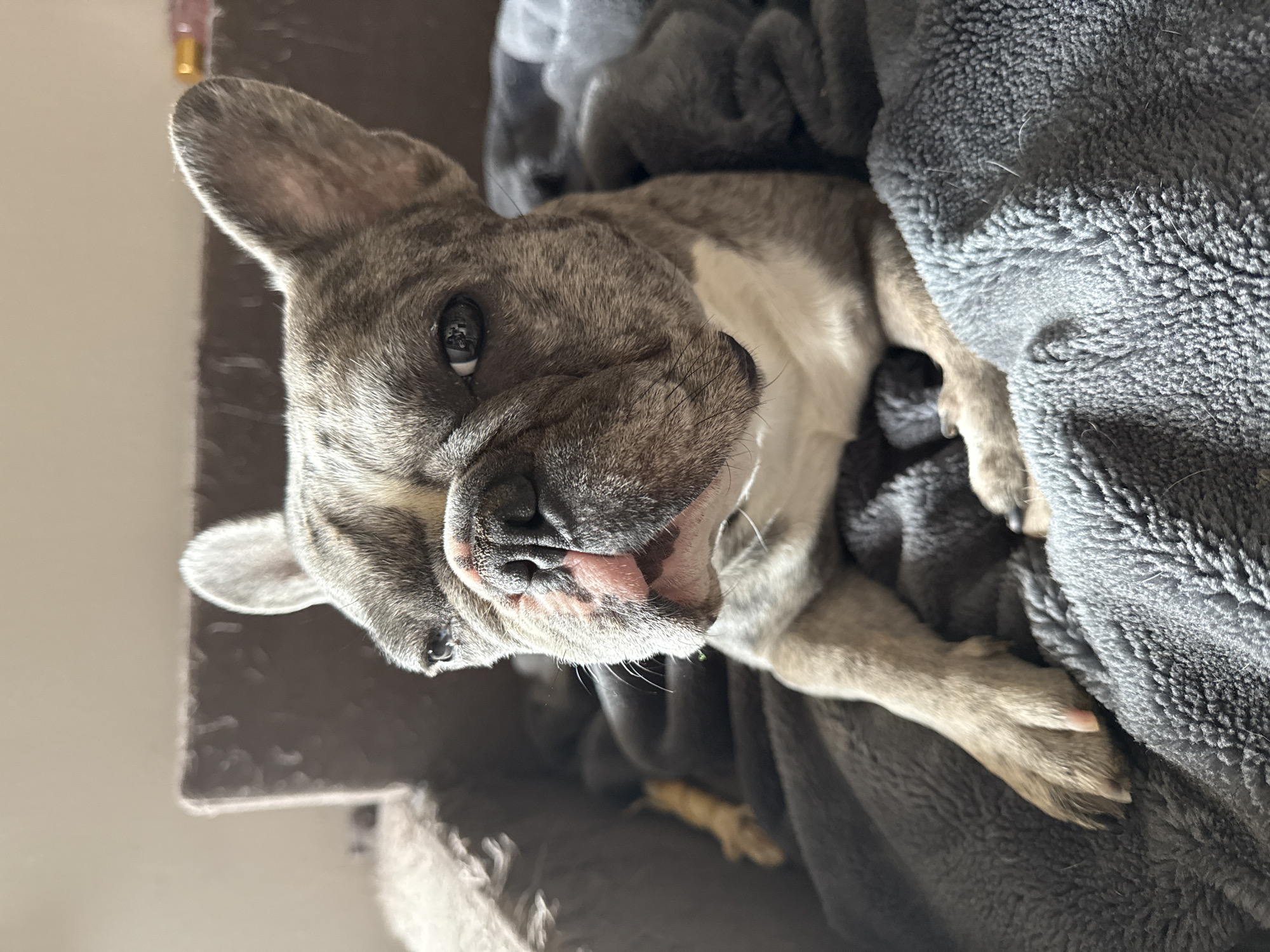 A merle French Bulldog rests on a grey blanket inside a dark area with a brown surface. The dog is oriented with its head tilted towards the viewer. The breed is evidenced by short nose, erected ears, and fur coloring. A partial view of a light tan colored object lies under the dog, presumably a chew toy. No persons or structures related to Berezyna, Ukraine are visible.