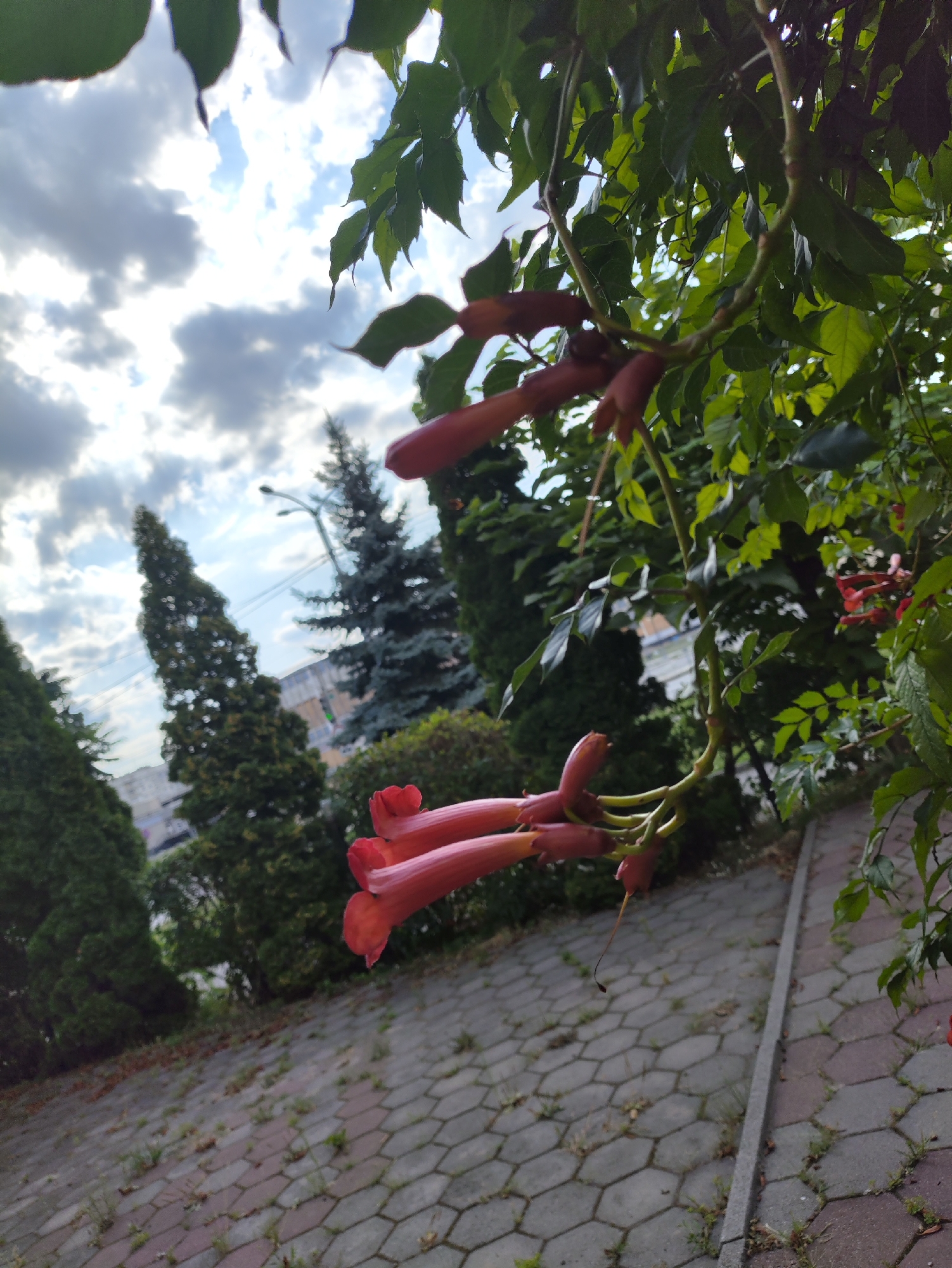 The image is a close-up of trumpet-shaped, red-orange flowers hanging from a vine, with green leaves in the foreground. In the background, a paved walkway with hexagonal tiles leads away from the viewer, bordered by a raised curb. Beyond the walkway, a gently sloping grassy area is visible, interspersed with small weeds. Further in the background, there are several coniferous trees and a streetlight, suggesting an outdoor urban environment. The sky above is partially cloudy with patches of blue sky. The scene is set in Kharkiv, Ukraine, likely a public space or park given the landscaping and urban elements. There are no people or animals visible in the image. The flowers appear to be a species of trumpet vine, possibly Campsis. The lighting suggests it is daytime, possibly late afternoon or early morning, given the soft light and the presence of clouds.