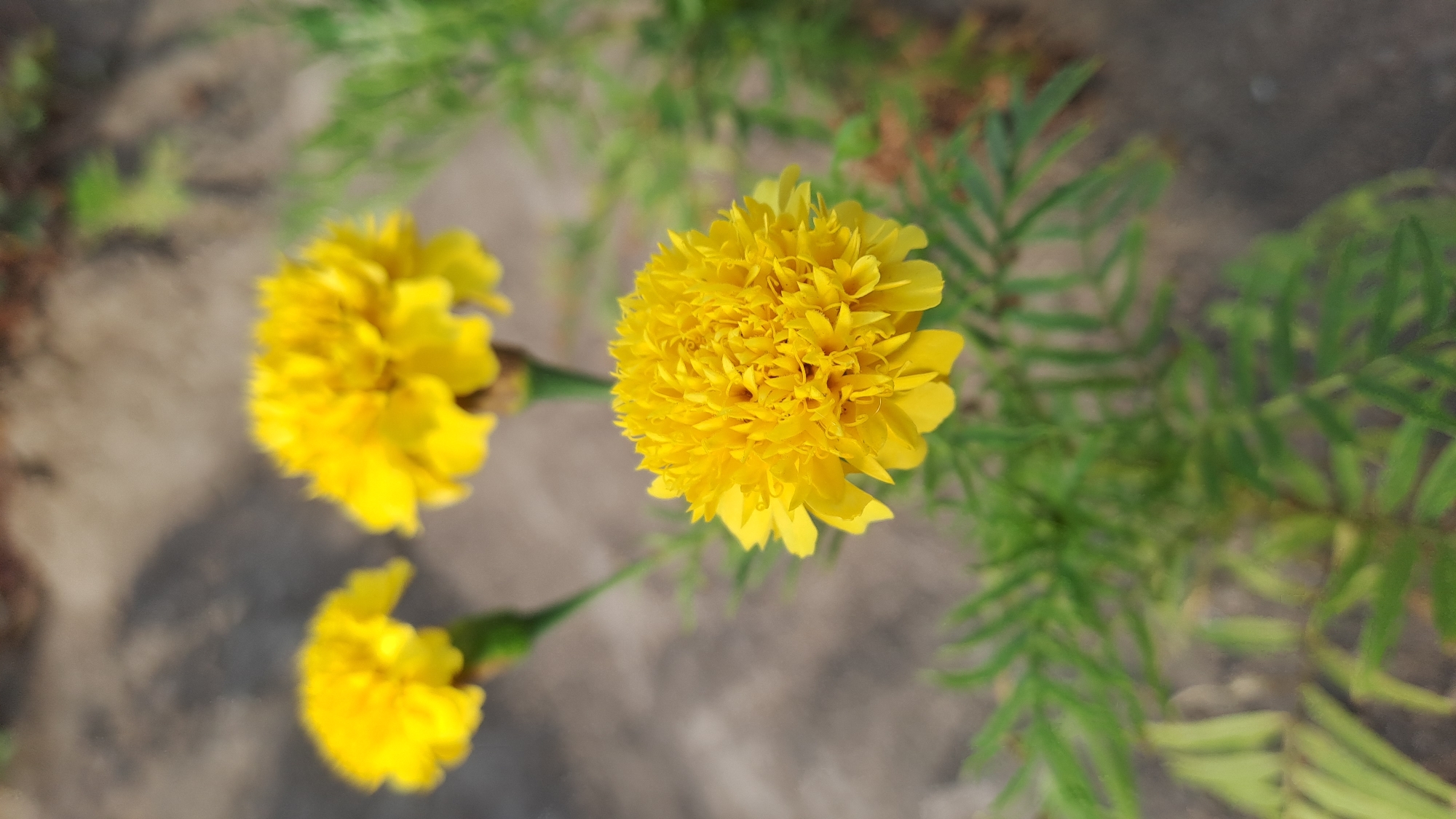 Three yellow marigolds are in focus in the foreground, with green foliage surrounding them. The background is blurred and appears to be a dirt or gravel path. The image was taken outdoors in Lhokaweawe, Indonesia.