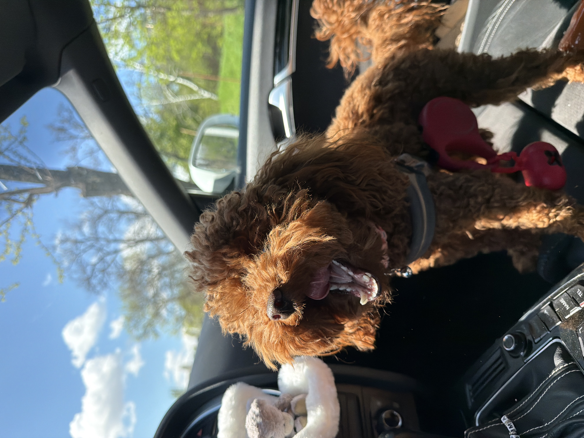 A brown poodle is lying on the dashboard of a car. The dog is panting and wearing a harness. A red toy is next to the dog. The car appears to be in motion, with a view of a tree, sky, and clouds visible through the windshield. The location is unknown, and there is no indication that the image was taken in Sofia, Bulgaria.