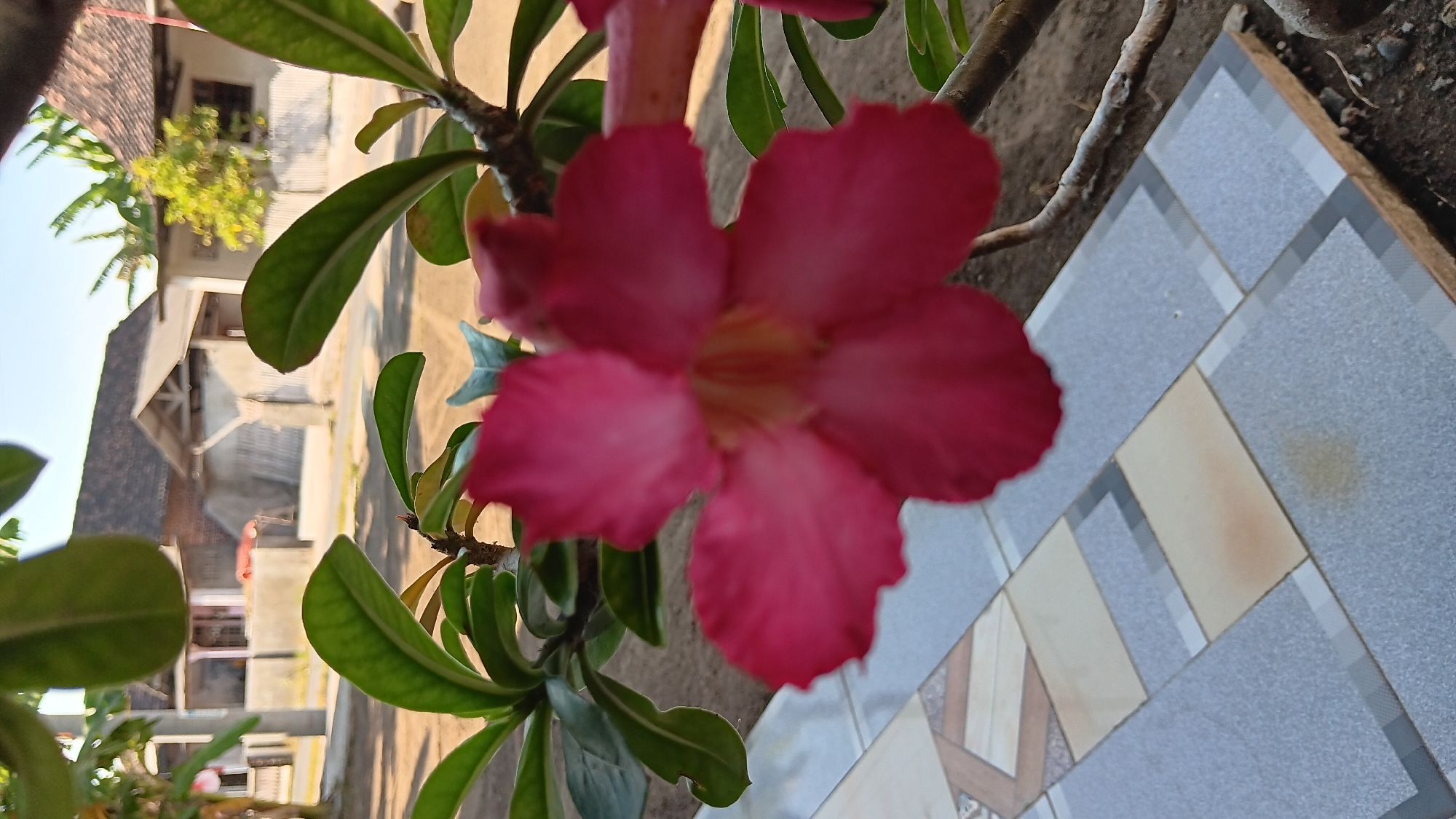 In Sonobekel, Indonesia, a close-up shot focuses on a vibrant pink Adenium flower in the foreground, its petals slightly blurred by the shallow depth of field. Behind the flower, the background depicts a residential area under a clear sky. Several houses with dark tiled roofs and light-colored walls are visible, some with wooden fences and trees. The ground in front of the houses appears to be a dirt road, and a patterned tiled walkway is present in the lower part of the frame. The scene suggests a typical sunny day in a rural or suburban Indonesian setting.