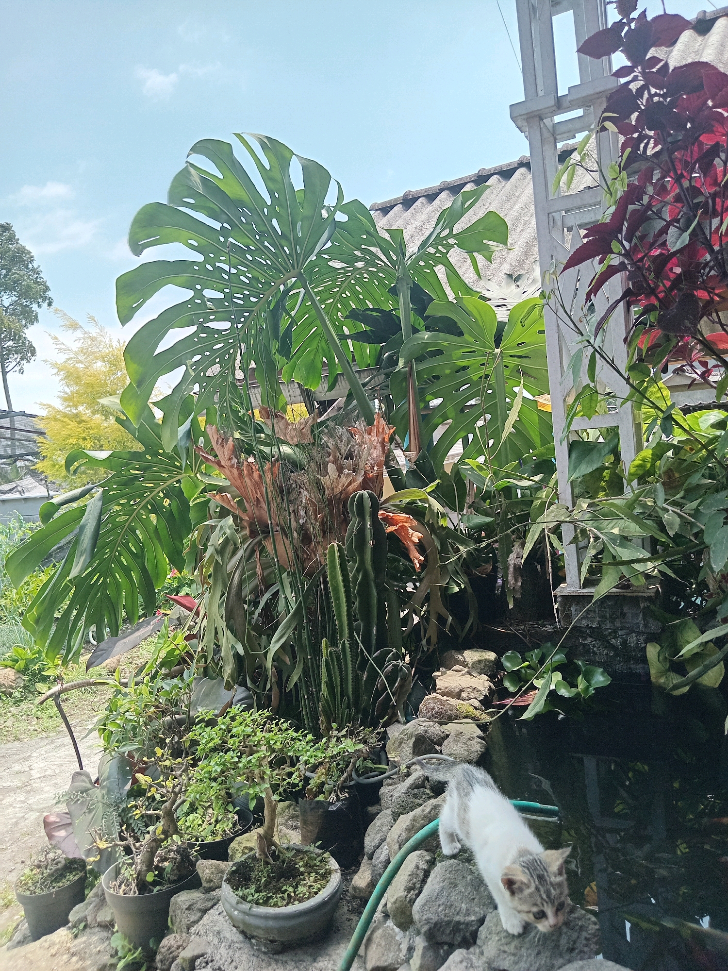 In Claket, Indonesia, a domestic cat with white and tabby markings is positioned on a rocky embankment beside a pond. The cat is looking down towards the water, with its front paws on a rock. The pond appears to contain aquatic plants and possibly fish, indicated by ripples on the surface. The surrounding environment is lush with various plants, including a large Monstera deliciosa, several bonsai trees in pots, and a cactus. A white trellis structure is visible to the right, with a grey, corrugated roof behind the plants. The sky above is blue with scattered white clouds. The scene suggests a backyard or garden setting.