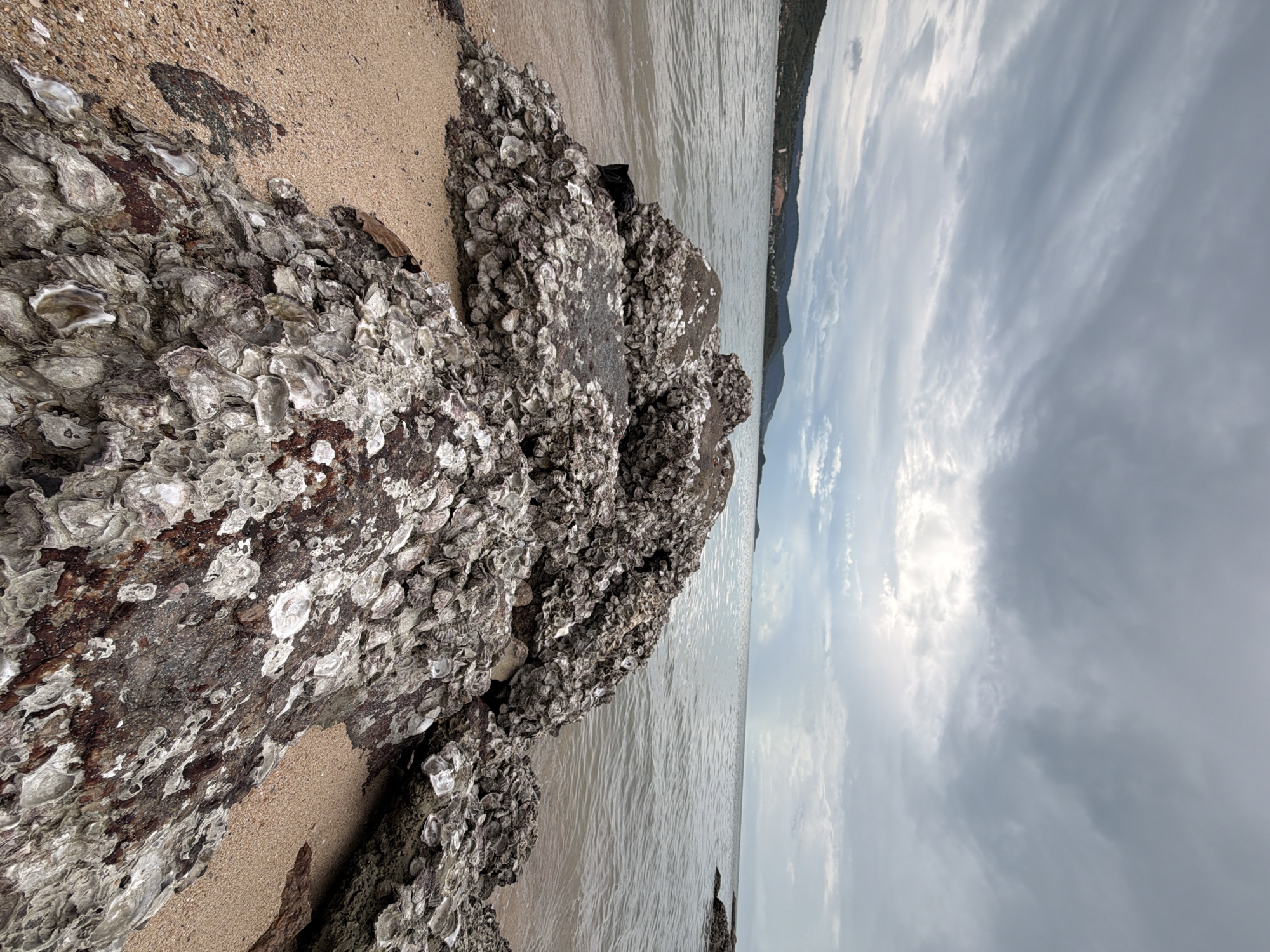 The image depicts a coastal scene in Ko Samui District, Thailand. In the foreground, large rocks covered with oyster shells are situated on a sandy beach. The sea stretches out to the horizon, with calm waters and a hazy sky overhead. In the distance, hills and mountains form a backdrop to the coastline. The overall impression is one of a natural, undisturbed environment.