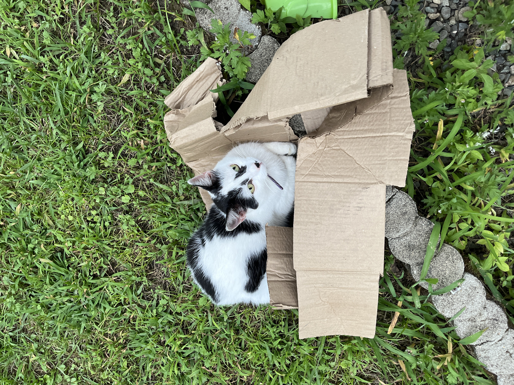 A black and white cat is sitting in a ripped cardboard box on a grassy area with some stones and gravel. The cat is facing forward with its body mostly within the box. There is green vegetation around the box and to the right of the box, there is a partially visible green object. The scene appears to be an outdoor environment in the city of Ureki, Georgia.