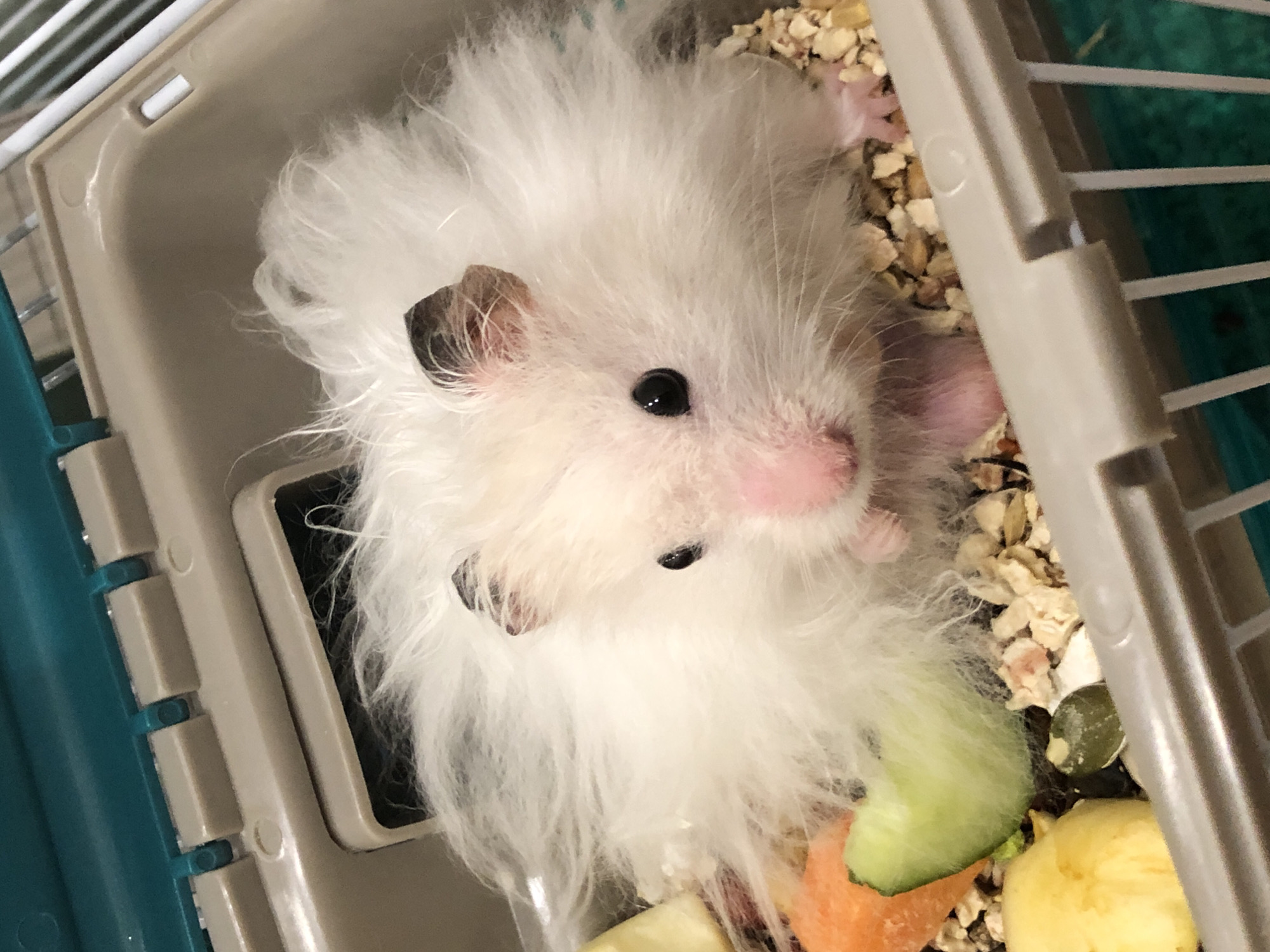 A fluffy white hamster with black eyes and brown-tipped ears is nestled in a beige and teal pet carrier. The hamster's fur is long and soft, obscuring most of its body. In front of the hamster are pieces of food, including a slice of cucumber, a piece of carrot, a yellow food pellet, and some seeds. The hamster is positioned in the center of the carrier, facing the viewer. The carrier appears to be made of plastic with a wire cage section visible at the bottom. The background is out of focus, but suggests an indoor setting. There is no information provided that would allow for the localization of this image within Solikamsk, Russia.