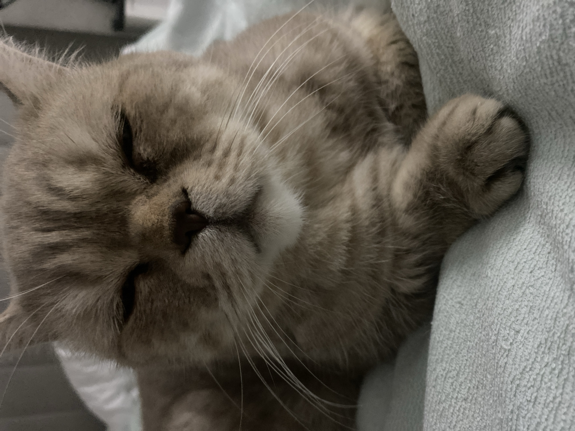 The image is a close-up, eye-level shot of a light brown cat with its eyes mostly closed, resting on a soft, light blue blanket. The cat's fur appears fluffy, and its whiskers are prominent. Its paws are visible, one resting on top of the other. The background is slightly blurred, showing hints of white fabric and a dark gray surface, possibly a wall or furniture. The lighting is dim, creating soft shadows. There is no discernible urban environment or geographical indicators suggesting it is located in Verhniy Ufaley, Russia; the scene appears to be indoors in a domestic setting.