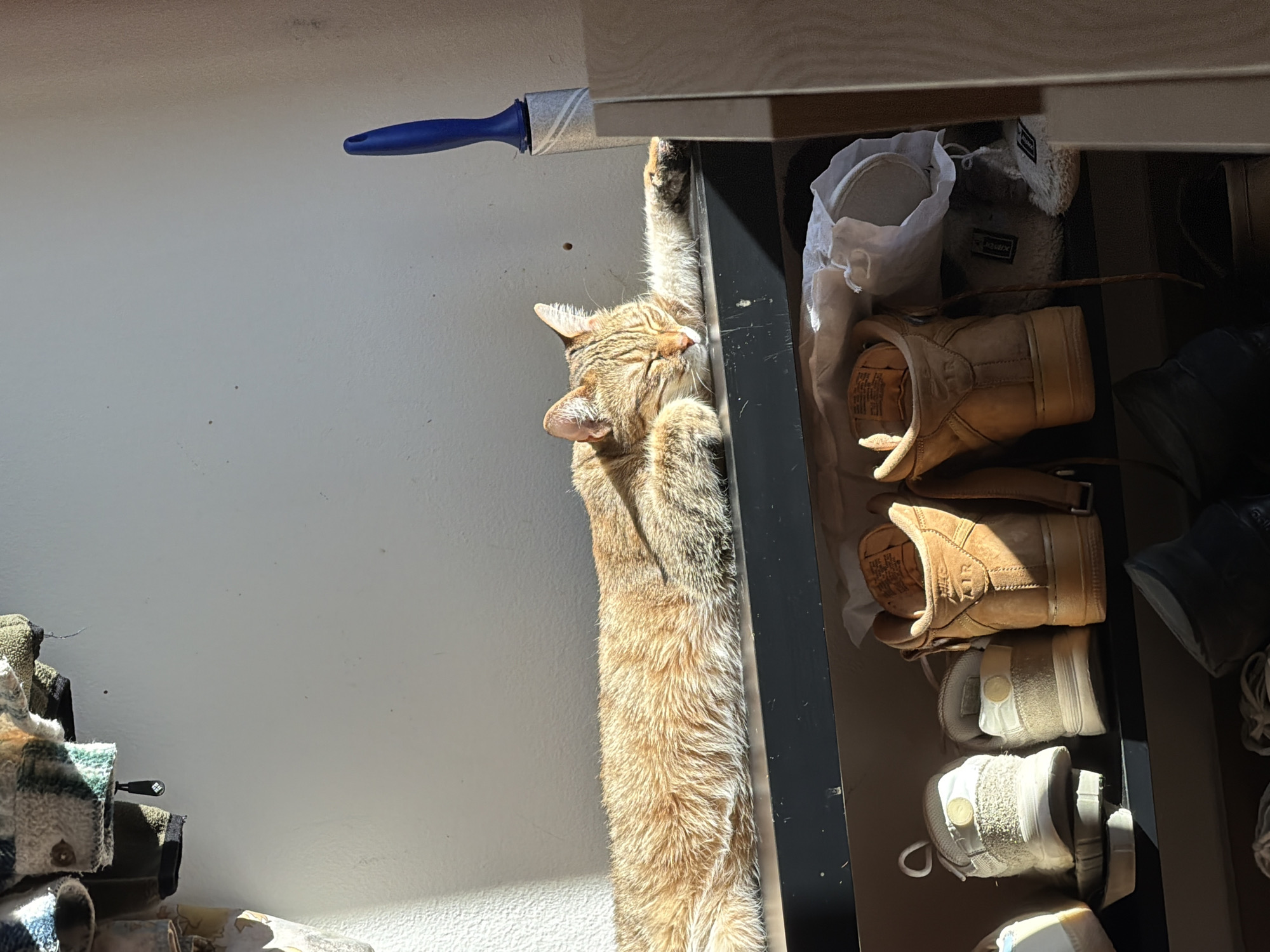 A light brown tabby cat is standing upright, front paws extended, against a white wall next to an open drawer full of shoes. The cat's head is tilted back, and it appears to be reaching for something. A blue and silver lint roller is visible above the cat's head. The drawer contains various types of shoes, including boots, sneakers, and slippers, some of which are light-colored, and some dark. The scene takes place indoors, with sunlight illuminating the wall and the cat. There is no evidence to indicate the location in the city of Milan, Italy.