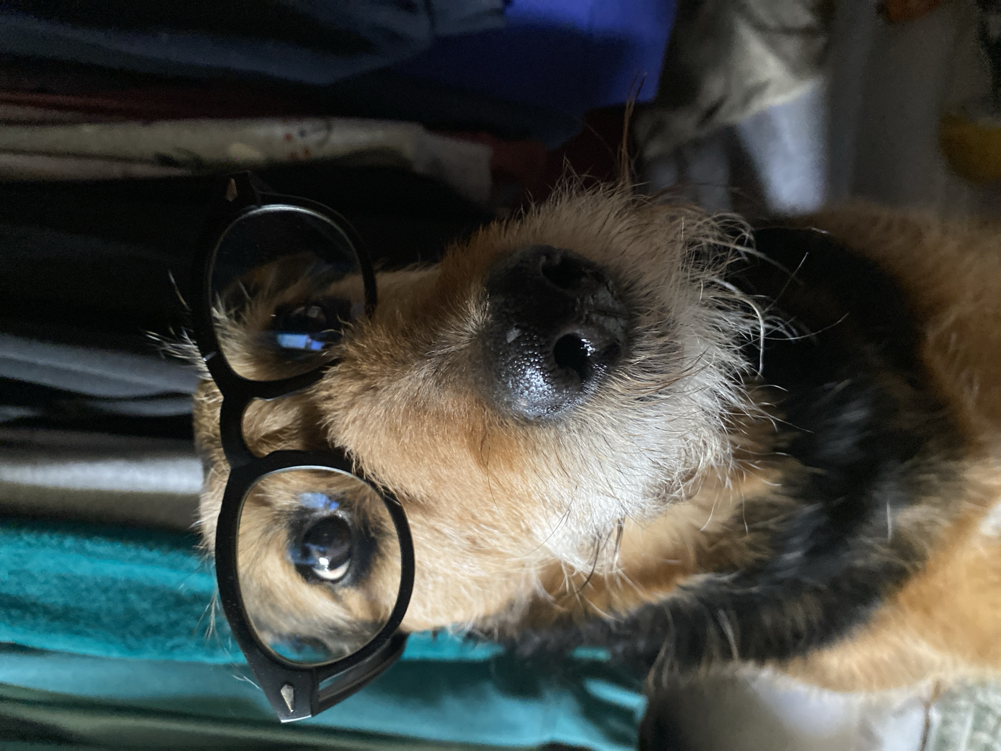 A close-up, vertically oriented, medium-shot image depicts a dog lying down and wearing eyeglasses. The dog, with its tan and brown fur, has black-rimmed glasses perched on its snout and partially covering its left eye. The dog's nose is large, black, and wet. The background consists of various fabrics and clothing items, suggesting the dog is resting on a bed or pile of laundry. No evidence indicates this image was taken in Moscow, Russia.