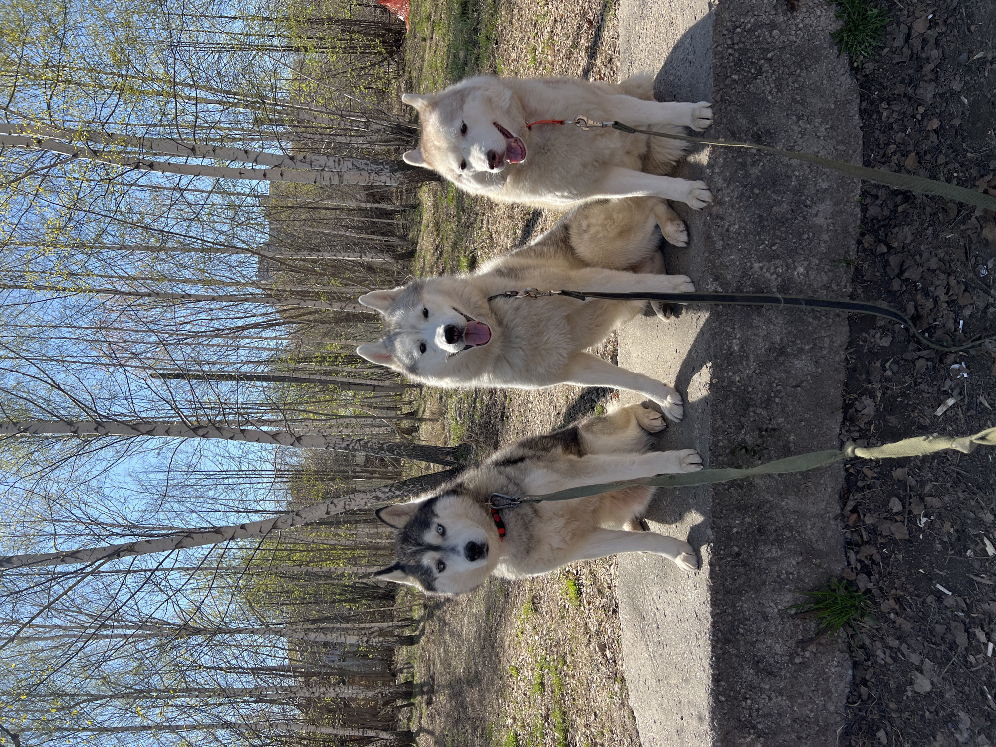 Three husky dogs are lying on a concrete ledge in an outdoor environment. The dogs are attached to leashes, with one leash appearing to connect all three animals. The dogs are panting with their tongues visible. The background includes birch trees with sparse leaves against a blue sky. The ground is covered with fallen leaves and grass. This picture could have been taken in Kazan, Russia.