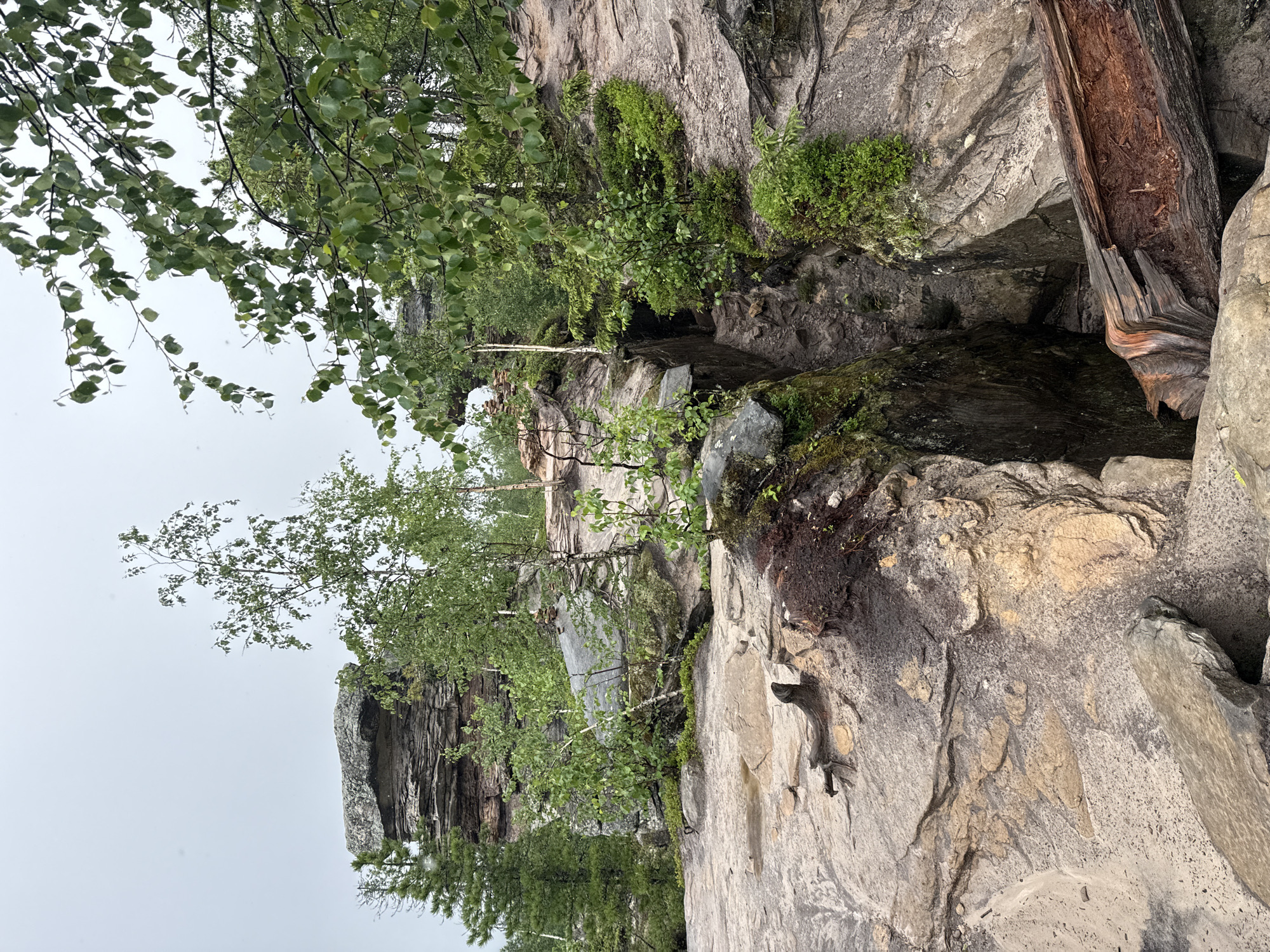 The image depicts a natural landscape featuring rock formations and vegetation under an overcast sky. In the foreground, a crevice runs through the rocky terrain, with a large, weathered log lying across it. The rocks are layered and show signs of erosion. Green foliage, including trees and bushes, is interspersed throughout the scene, with some of the trees having white bark. The overall impression is of a rugged, wild environment. The specific location in Shumikhinskii, Russia, is a natural park or protected area characterized by these geological features and flora.