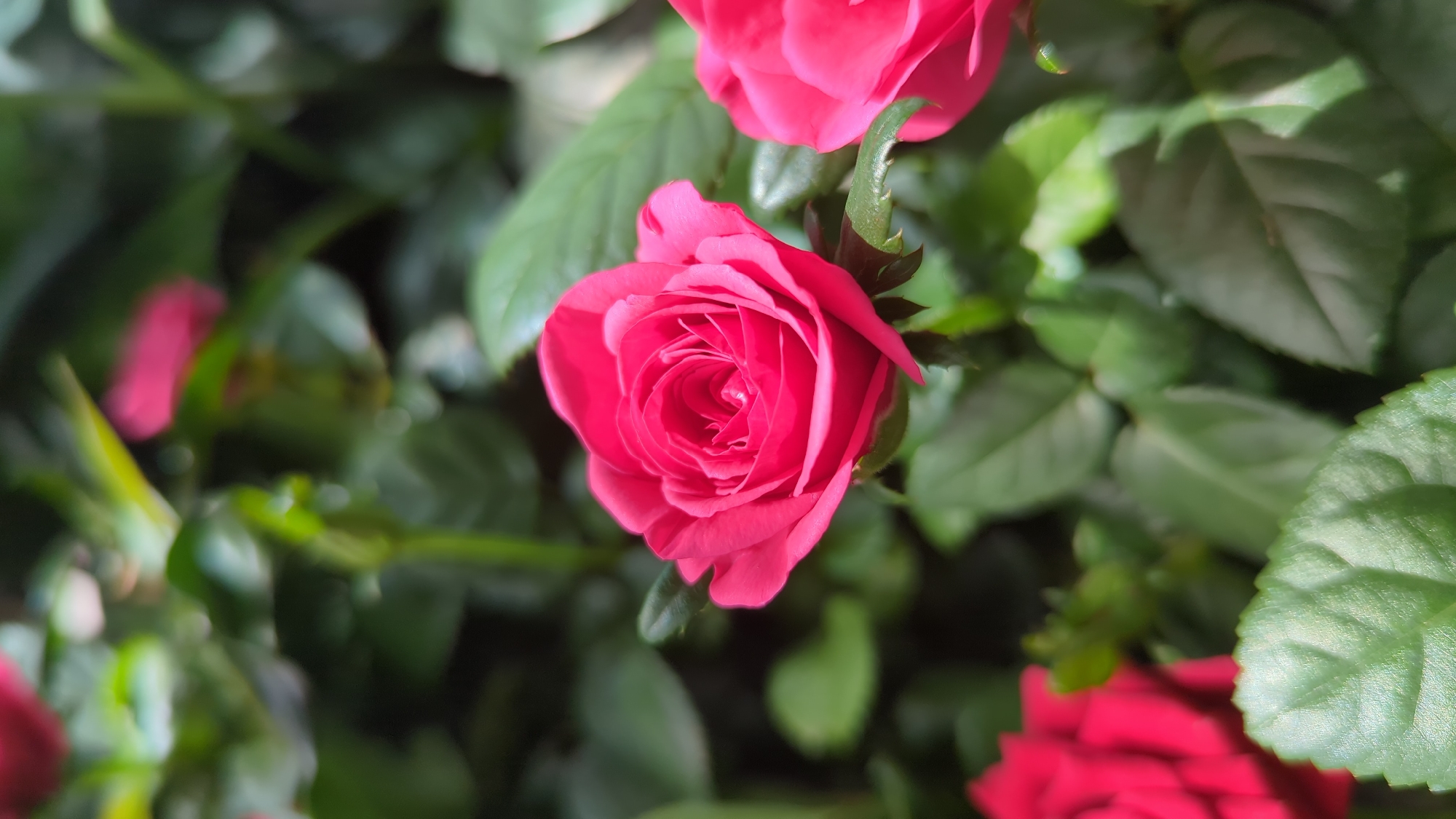The image shows a close-up view of a bright pink rose in bloom, with its petals tightly furled towards the center. The rose is surrounded by lush green foliage, with other roses and leaves visible in the background, some of which are slightly out of focus. The lighting suggests it is daytime, and the scene appears to be in a garden or greenhouse setting. The location is identified as Laval, Canada, though no specific details about the city are visible in the image itself.