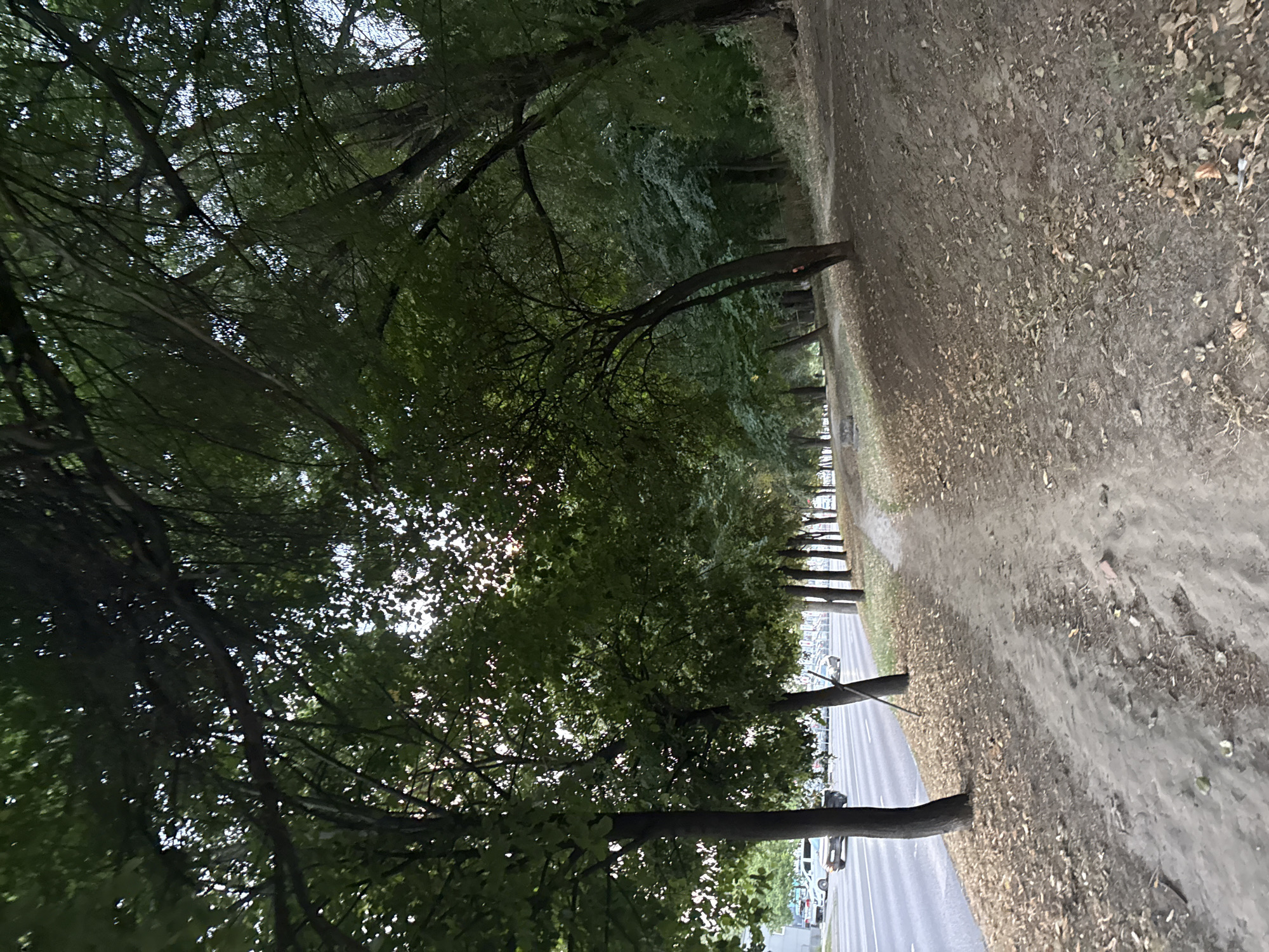 The image shows a dirt path next to a road lined with trees. The path is covered with fallen leaves and dirt. There are cars driving on the road and trees on the side of the road. The trees are tall and leafy, with branches that extend over the path and the road. The sky is visible through the trees, and it appears to be overcast. The scene is likely in a park or a residential area. The location is Chișinău, Moldova.
