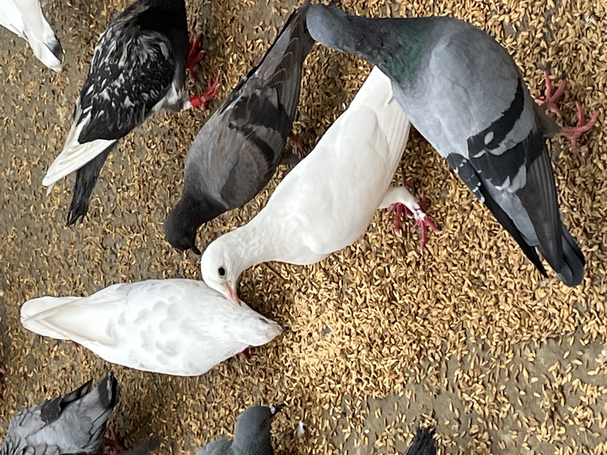 A flock of pigeons is gathered on the ground, pecking at a scattered pile of grain. The ground appears to be a mix of dirt and small pebbles. Several pigeons are visible in various colors, including white, grey, and black and white speckled. One white pigeon stands out in the center of the frame, facing towards the viewer with its head tilted slightly. Another white pigeon is seen from behind, with its tail feathers fanned out. A grey pigeon is in the foreground, to the right, with iridescent green and purple feathers around its neck. A black and white speckled pigeon is in the upper right corner, and a dark grey pigeon is to the left. There are no people or any identifying structures or landmarks visible in the image, making it impossible to determine the specific location within Sylhet, Bangladesh. The scene is a common sight in urban environments where pigeons are often fed.