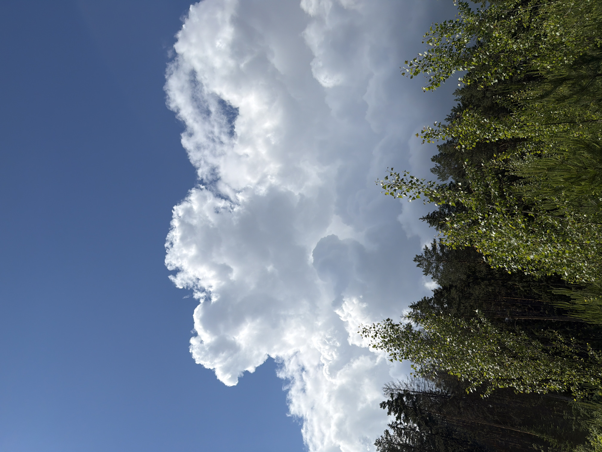 This daytime photograph captures a natural landscape in Прикамский, Russia, featuring a dynamic sky above a dense forest. The upper portion of the image is dominated by a clear, deep blue sky on the left, transitioning into a large formation of voluminous white and grey clouds that extend across the right and central parts. These clouds exhibit distinct, fluffy edges and varied textures, indicative of cumulus formations.
Below the expansive sky, the upper canopy of a forest is visible. The trees present a mix of lighter green, possibly deciduous trees like birches or aspens, with their bright leaves catching the sunlight, and darker green coniferous trees, such as pines or spruces, forming a denser background. The foliage is lush and full, suggesting summer or late spring.
The bright illumination on the clouds and tree leaves indicates a sunny day, likely mid-morning or afternoon. There are no people, man-made objects, or visible text within the frame. The scene conveys a sense of natural beauty and serenity, highlighting the vastness of the sky and the dense forest below.