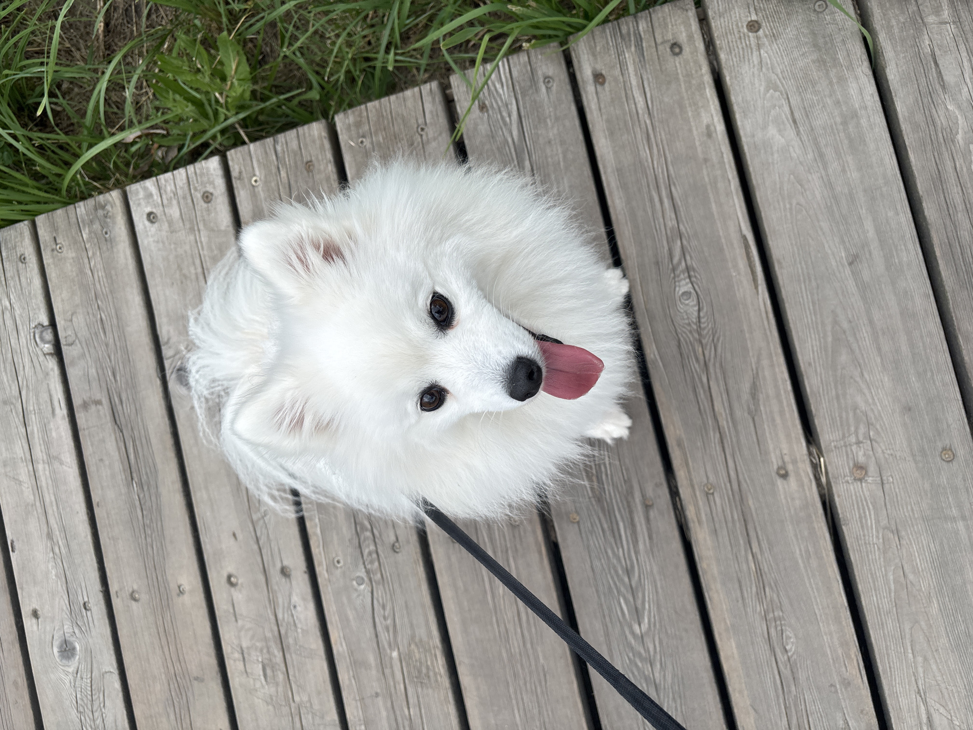 A fluffy white dog with dark eyes and a pink tongue hanging out is pictured from a high angle, looking up at the camera. The dog is on a wooden boardwalk, with a black leash extending to the left. To the right of the boardwalk is green grass. The scene is outdoors and appears to be in a park or natural area. There is no information available to suggest this location is in Kazan, Russia.
