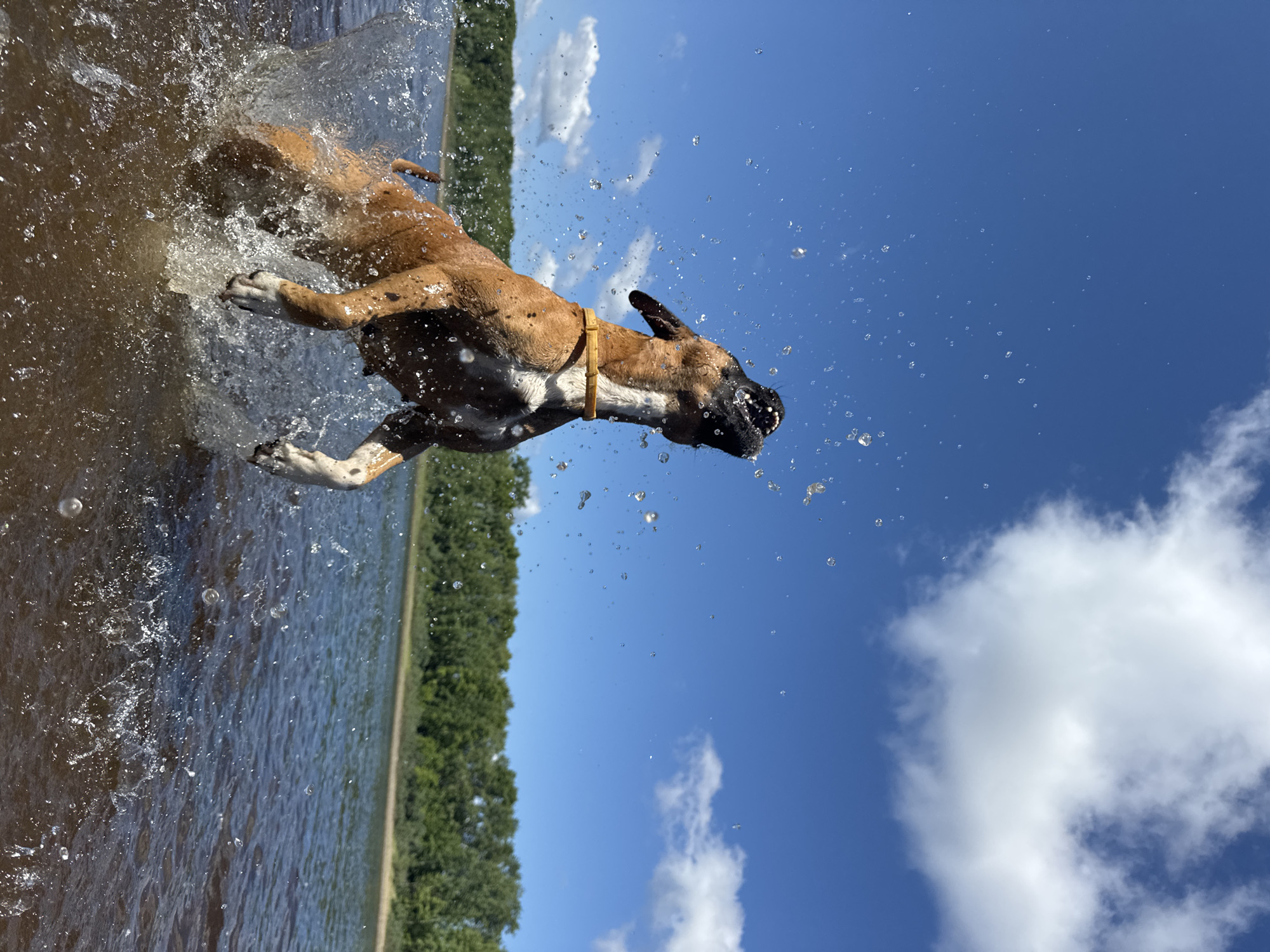 A brown and white boxer dog is captured mid-air, leaping out of murky brown water. Water splashes up around the dog's front legs and torso, with individual droplets suspended in the air. The dog's mouth is open, and its head is tilted upwards, as if catching something. A yellow collar is visible around its neck. The background consists of a calm body of water, a dense green tree line, and a bright blue sky with scattered white clouds. The scene suggests a playful moment during warm weather. The location is not identifiable as Chaikovsky, Russia, based on visual cues.