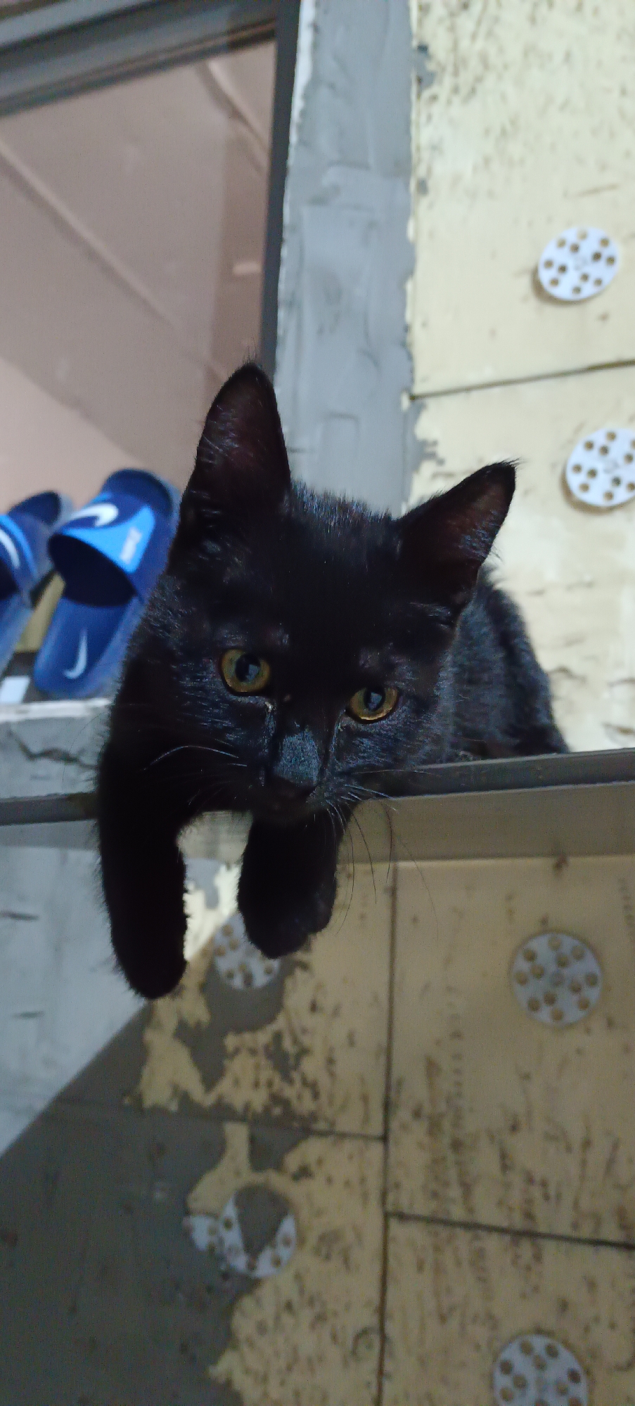 A black kitten with yellow eyes is pictured lying on a ledge. The kitten's front paws are hanging over the edge of the ledge. In the background, there are some blue flip-flops. The environment appears to be an outdoor setting, possibly a balcony or a rooftop, with building materials visible. The lighting suggests it is nighttime or a dimly lit area. The kitten is the primary subject of the image, looking directly at the camera with a curious expression. The image is captured from a low angle, emphasizing the kitten's position.