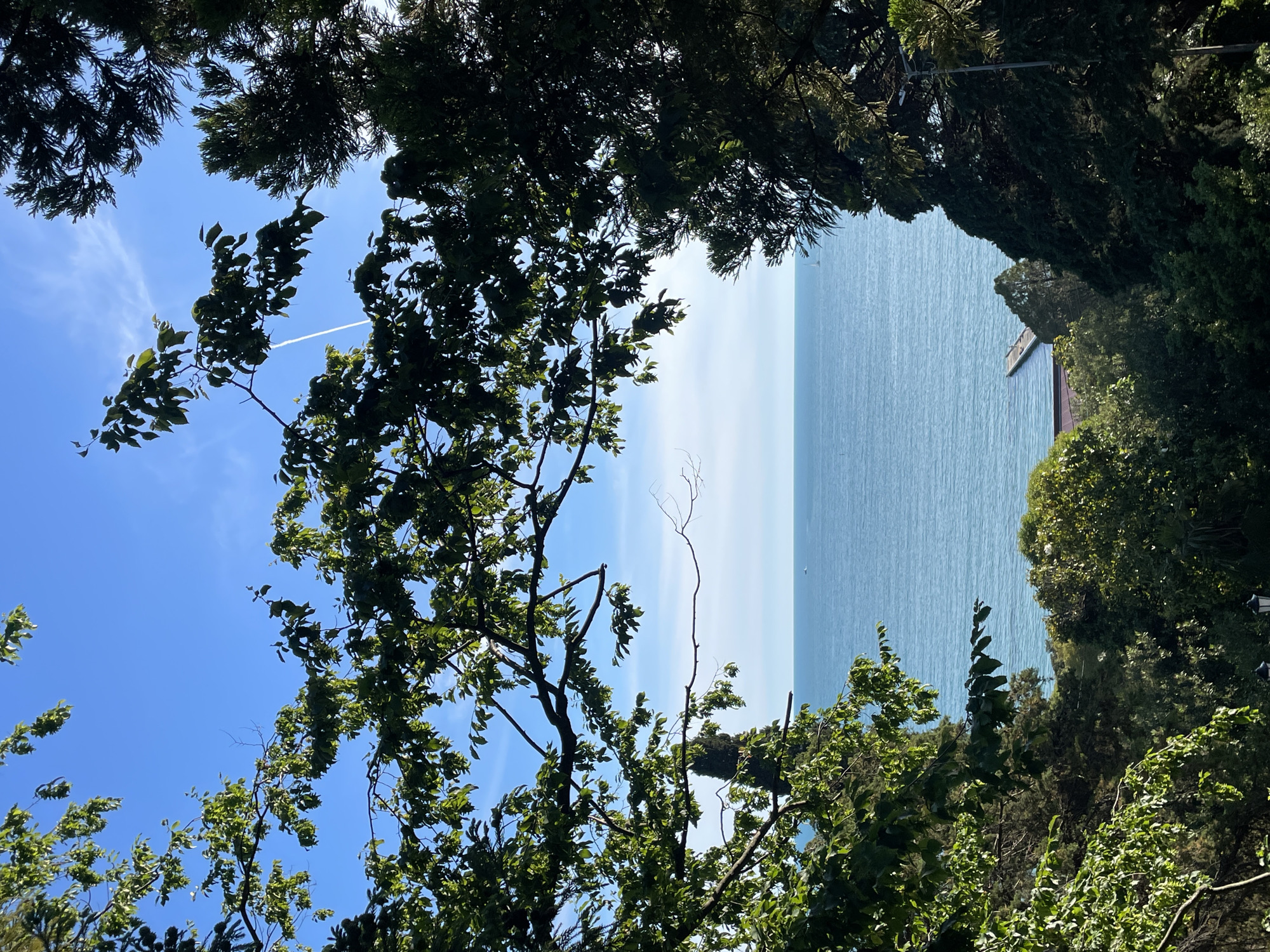 This image depicts a serene view of the Black Sea, framed by lush green foliage, likely within a park or garden in Sochi, Russia. The scene is captured from an elevated position, looking down towards the water.
The foreground is dominated by the dark silhouettes of dense trees and branches laden with vibrant green leaves. These branches create a natural frame for the central vista. A slender, leafless branch extends from the upper left, reaching towards the sea.
The middle ground reveals the expansive, calm expanse of the Black Sea, its surface a clear, inviting blue. A faint horizon line separates the sea from a pale blue sky, which features wispy white clouds and a thin, white contrail from an aircraft. In the distance, a small boat is visible on the water, and a long, narrow pier juts out from the shore. A building with a reddish-brown roof is situated near the pier.
The background consists of more dense greenery, creating a sense of depth and layering. The overall impression is one of natural beauty and tranquility, a typical scene one might encounter in the resort city of Sochi.