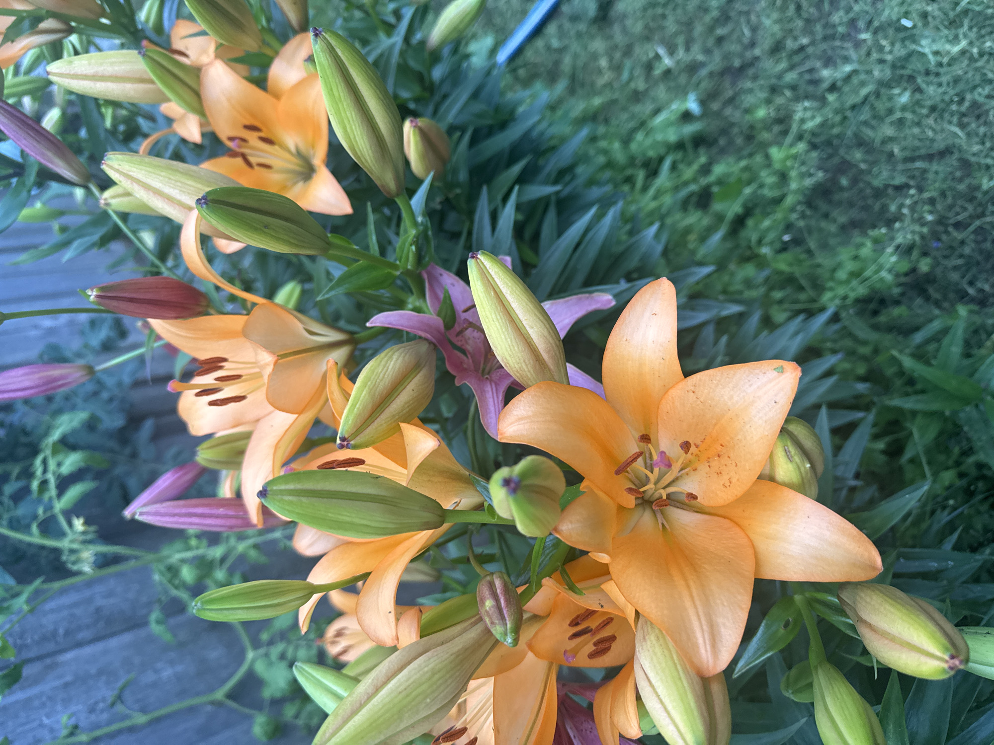 The image shows a close-up of an orange lily in full bloom, with several lily buds in various stages of development. The flowers are set against a backdrop of green foliage and a wooden fence. The lighting suggests it is late afternoon or early evening. There are no people or animals visible in the image. The scene is a garden. The specific location of Nozhovka, Russia is not visually discernible from the image itself.