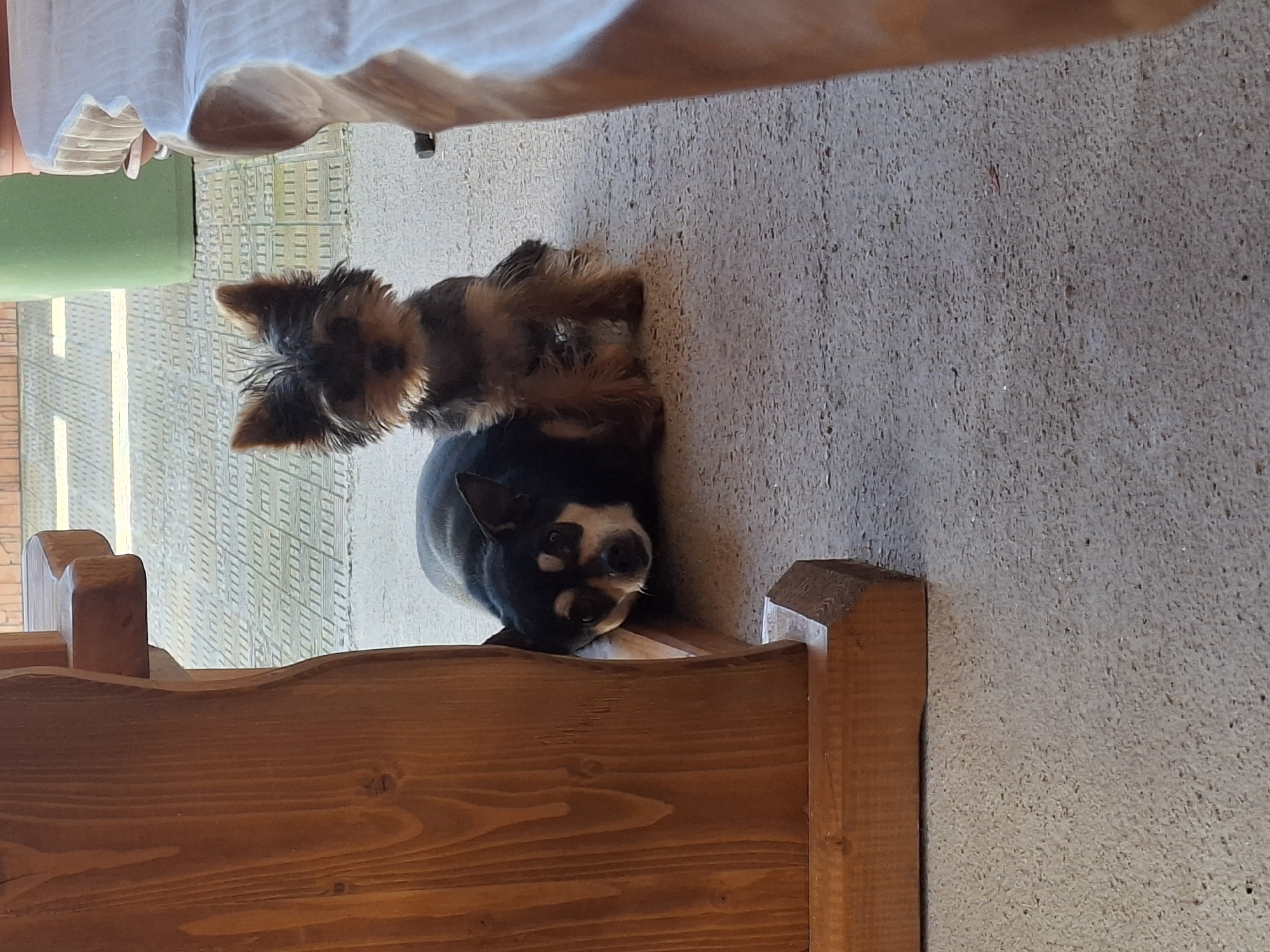 Two small dogs are on a concrete patio next to a wooden table and bench. On the left, a black and tan chihuahua is lying down, with its head resting against the wooden table leg, looking towards the camera. On the right, a Yorkshire terrier is sitting upright, facing the camera. The patio is paved with light-colored rectangular stones. In the background, a large green planter is visible, and beyond that, a wall constructed of brick. The scene appears to be outdoors in a residential area of Rakovski, Bulgaria.