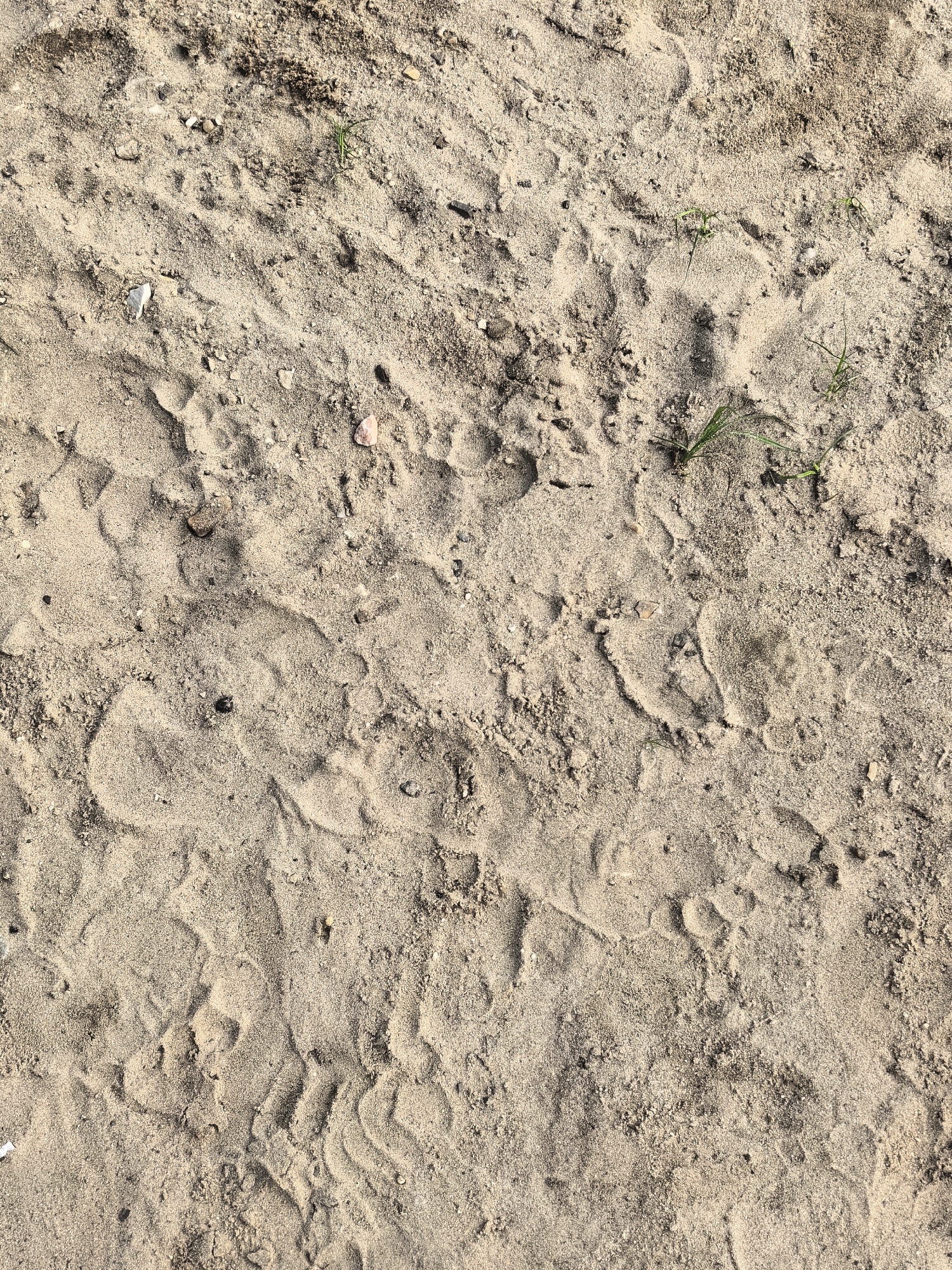 The image is a close-up, overhead view of sandy ground, likely a beach or a park. The sand is a light beige color and shows numerous footprints, some appearing to be from shoes and others from bare feet. There are also small pebbles and a few blades of green grass scattered throughout the sand. The light suggests it is daytime, with no strong shadows indicating early morning or late afternoon. The scene is natural and unadorned, conveying a sense of tranquility and the simple passage of time. There is no visible text in the image. The location context is Sysert, Russia.