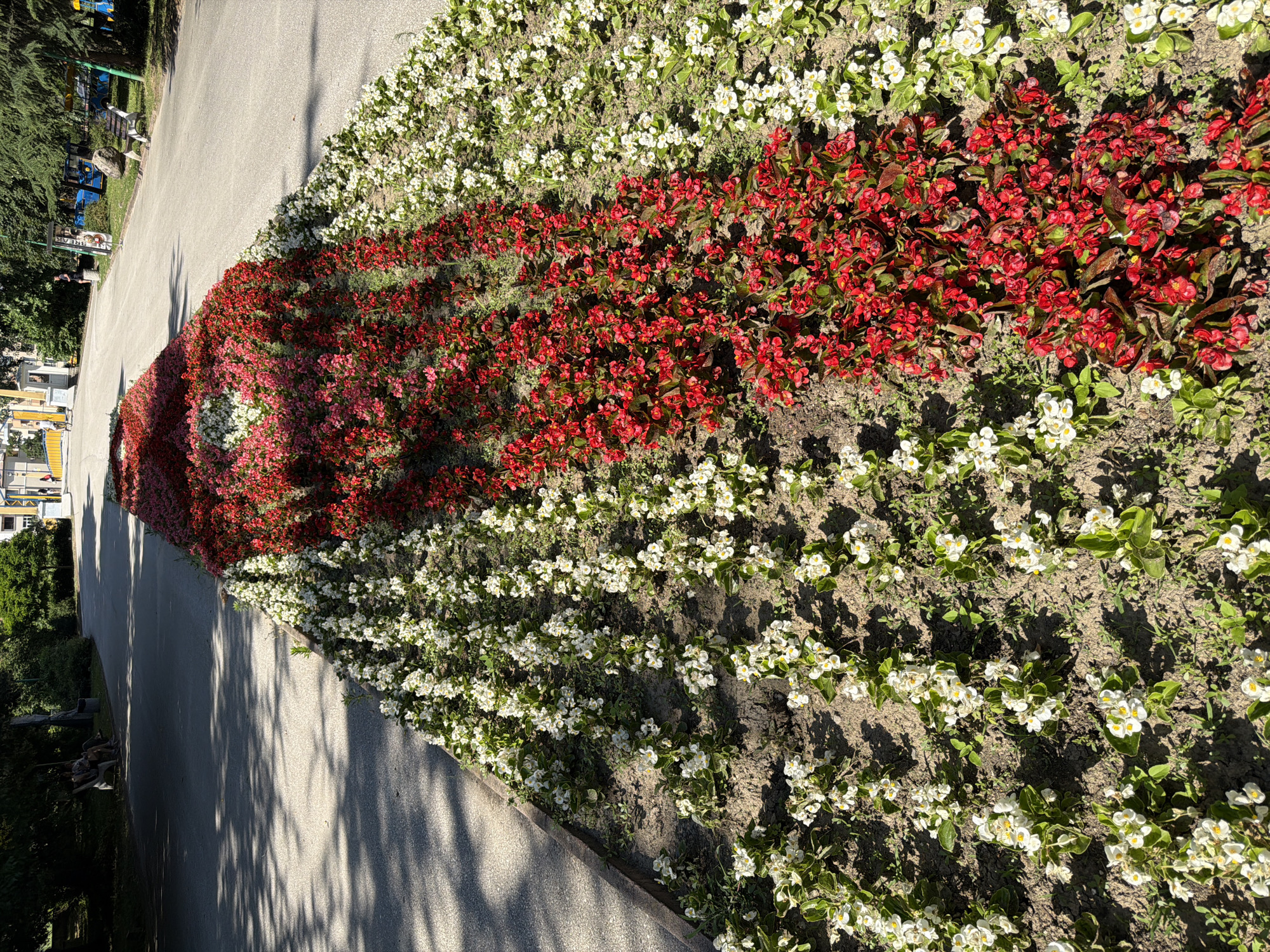 The image shows a flower bed planted with red and white flowers along a paved walkway in the city of Pazardzhik, Bulgaria. The flower bed is elongated and curves with the walkway. The flowers are densely planted, with a section of red flowers transitioning into a section of white flowers. The walkway appears to be in a park or public area, with trees and benches visible in the background. Sunlight casts shadows on the walkway and flower bed.