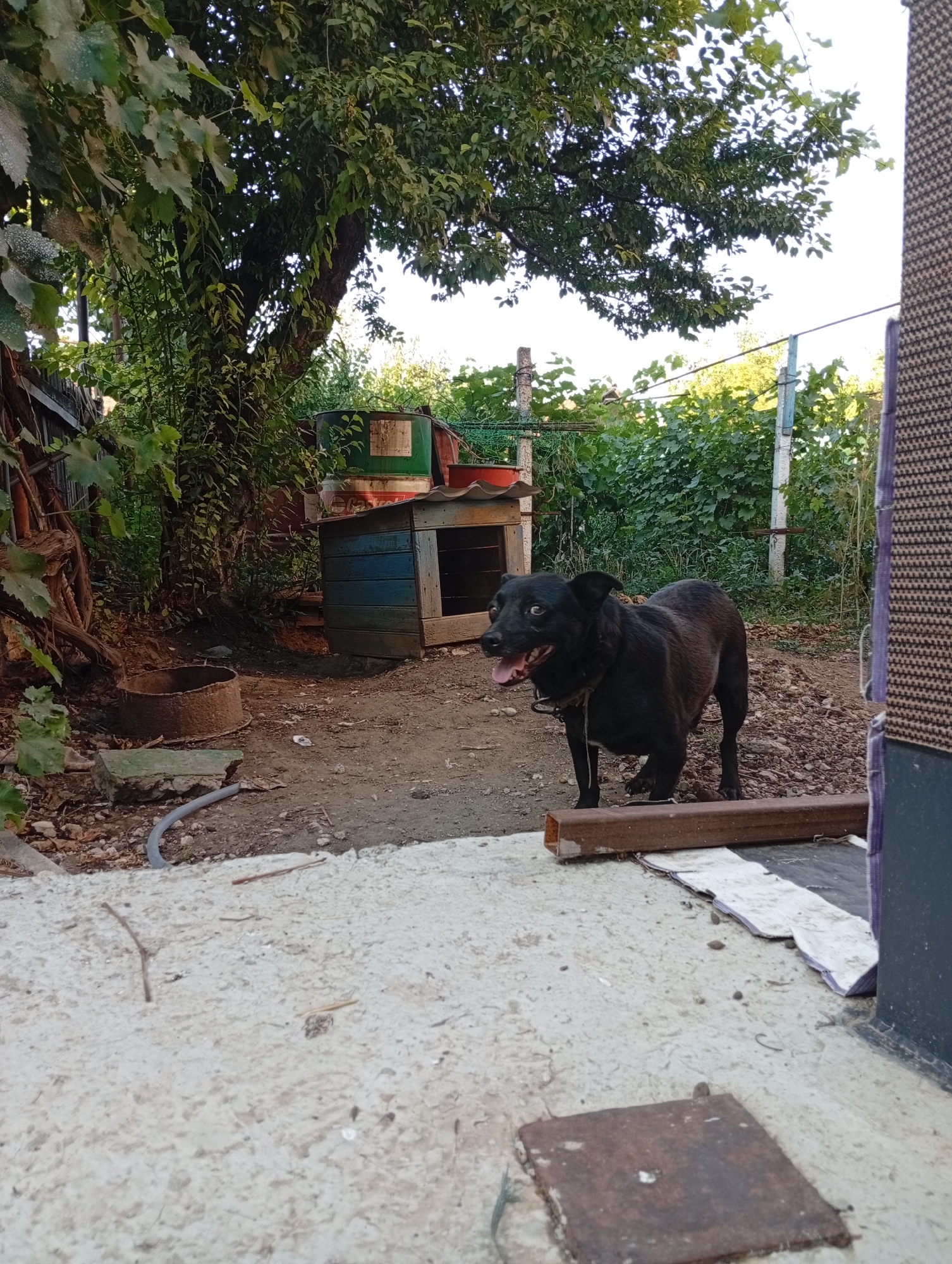 A medium-sized black dog stands in a rural outdoor setting, its mouth open and tongue visible. The dog is wearing a dark collar. The ground is a mixture of dirt, gravel, and concrete. In the background, a blue and red doghouse is visible, along with stacked green and red barrels. Lush green foliage, including trees and vines, surrounds the area, suggesting a natural or garden environment. A rough-hewn wooden structure is partially visible on the right side of the image. The scene appears to be in a yard or communal area. Based on information associated with the image, this location is in Pănășești, Moldova.