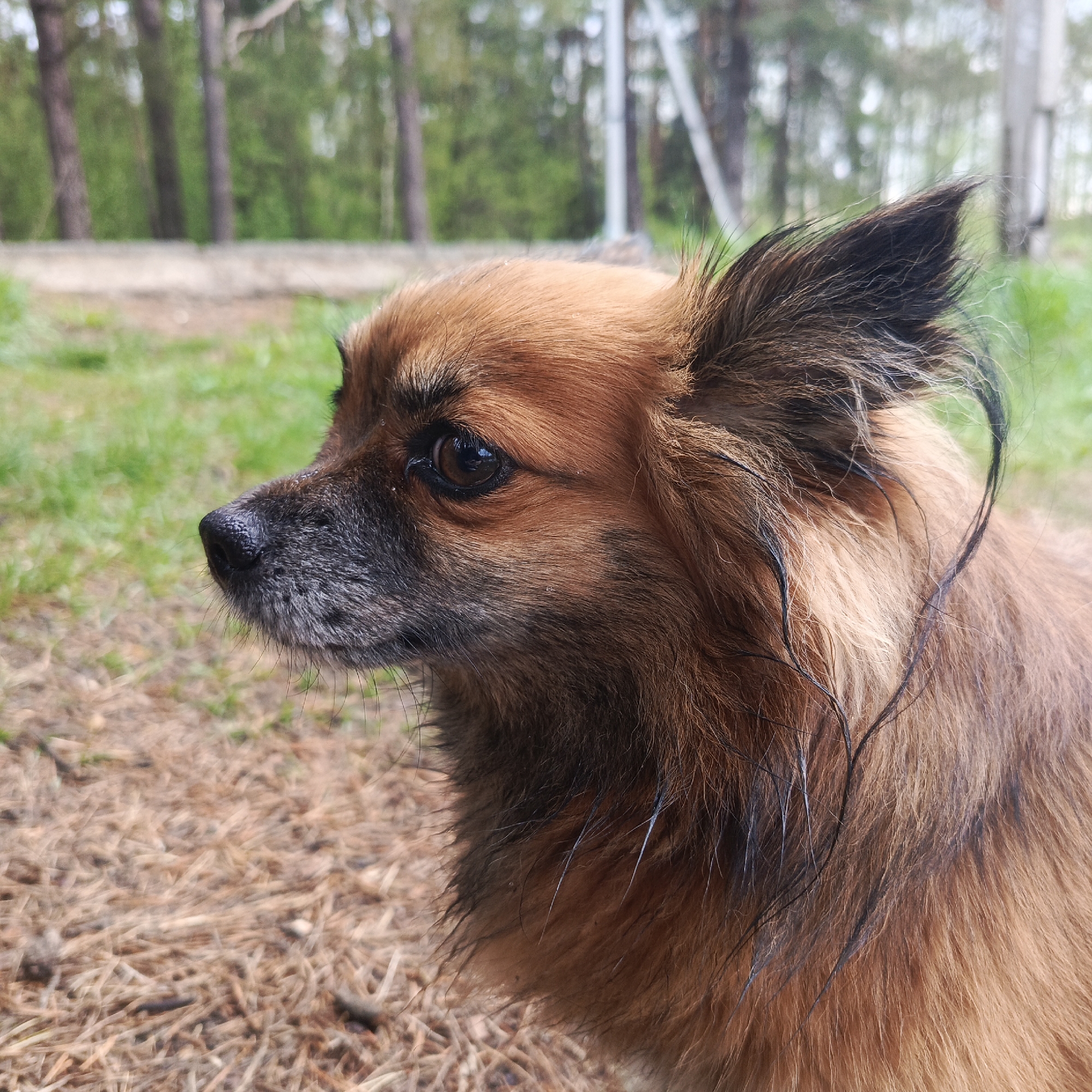 A medium close-up shot depicts a brown long-haired dog in an outdoor environment. The dog faces left with a focused expression. The dog's fur around the muzzle is dark, transitioning to brown on the head and body. Some strands of dark fur are intermixed with the lighter brown fur around the neck. The background suggests a natural setting with grass and trees. The ground is covered with a layer of pine needles. The trees visible in the background are slim with green foliage. The location is specified as the city of Chaikovsky, Russia. However, there are no specific elements in the image that directly confirm this location.
