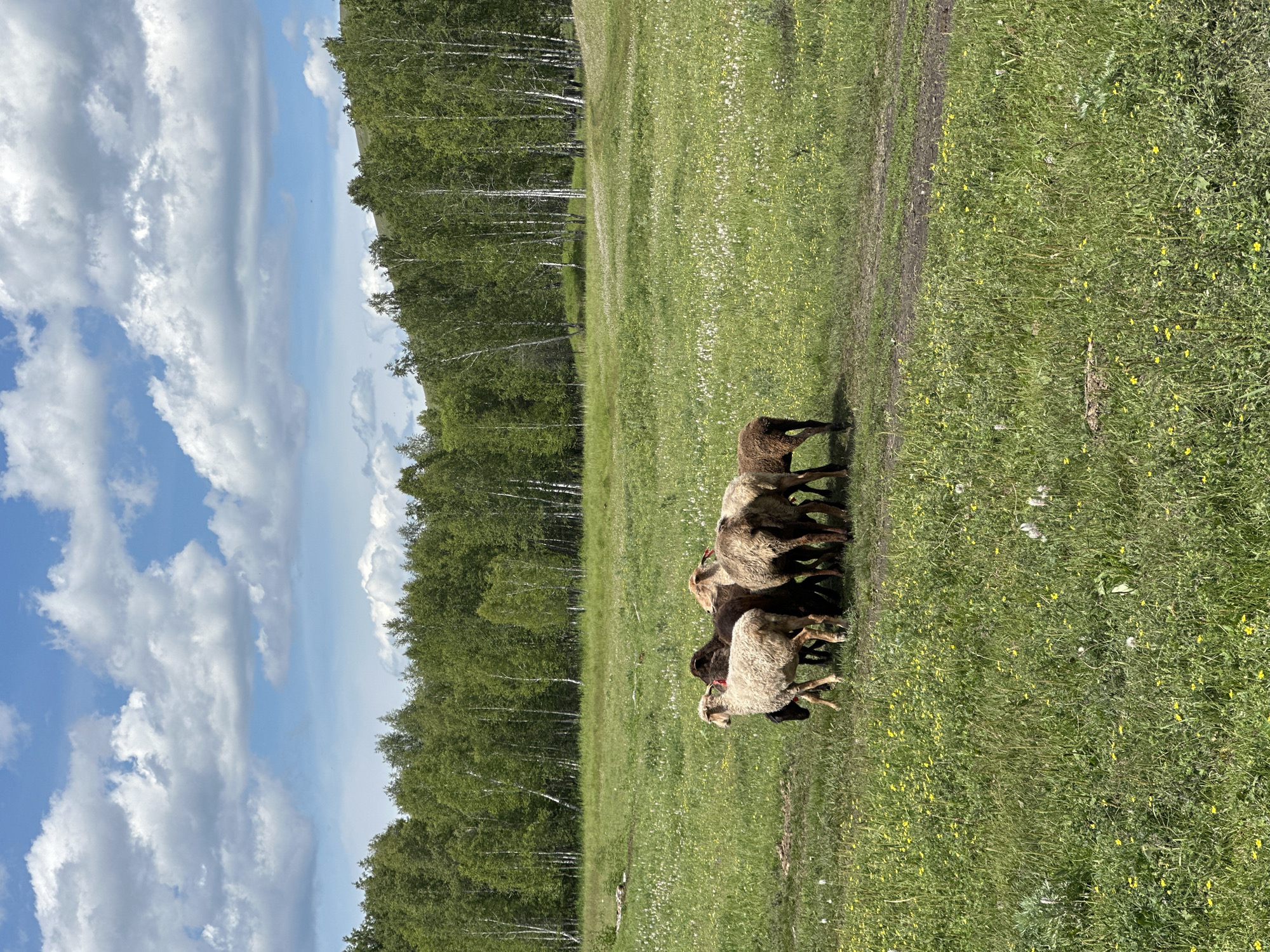 A flock of approximately seven sheep are clustered together in a grassy field. The sheep are of various brown and light brown hues. One sheep in the foreground, on the left, is a lighter tan color with curly wool. The field is covered in green grass and dotted with small white and yellow wildflowers. In the background, a dense line of deciduous trees forms a treeline. Above the trees, a blue sky is visible, adorned with scattered white cumulus clouds. The scene appears to be set in a rural or natural environment.