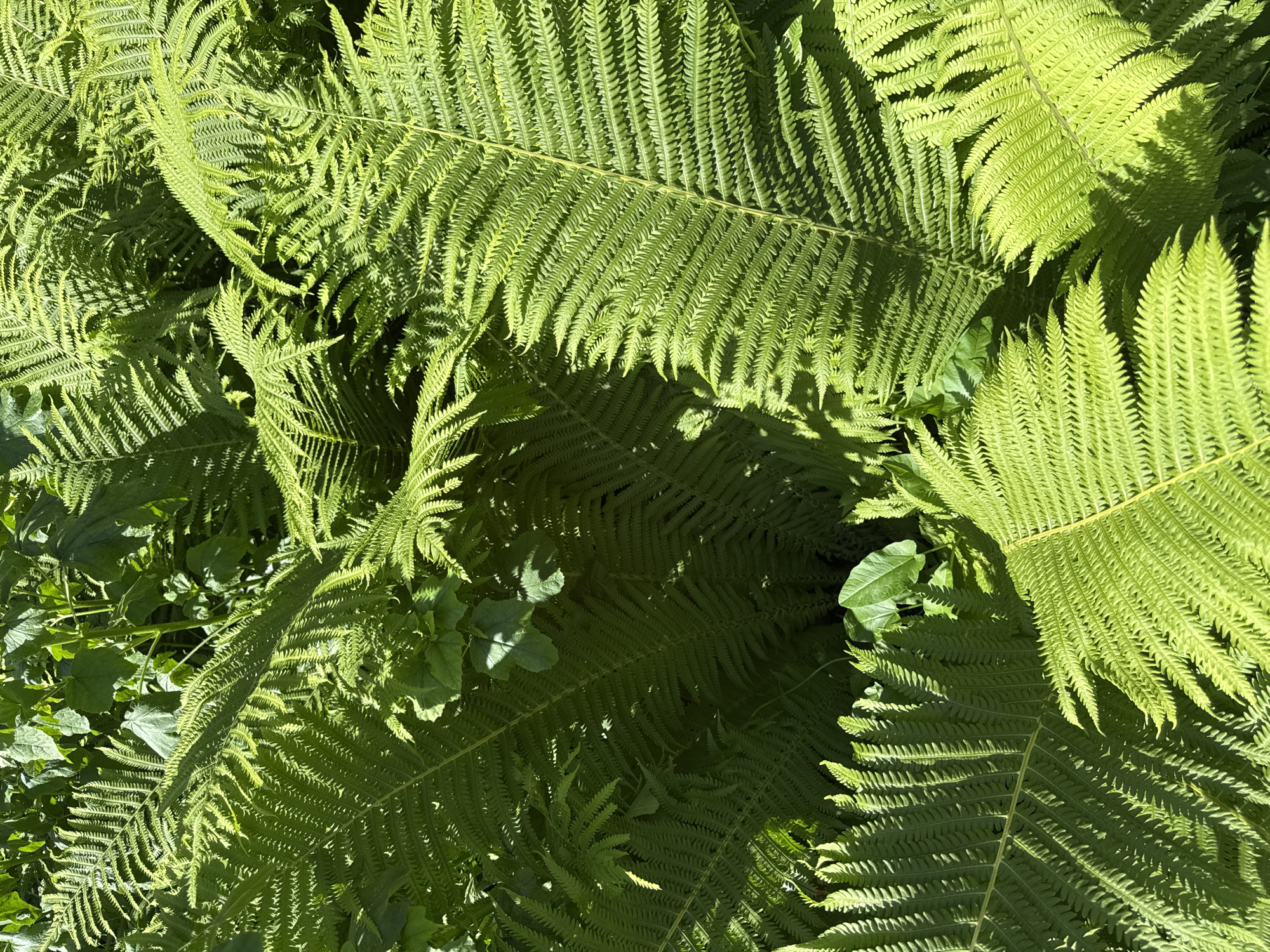 A close-up, overhead view of lush, vibrant green ferns filling the frame. The fronds are intricately detailed with serrated edges and visible veins, overlapping and creating a dense, textured canopy. Sunlight casts dappled shadows across the leaves, highlighting the varied shades of green and adding depth to the scene. In the background, glimpses of other foliage are visible, suggesting a natural, shaded environment. The image captures a small section of the flora in Chaikovsky, Russia, likely from a park, garden, or natural wooded area. There are no people or animals present.