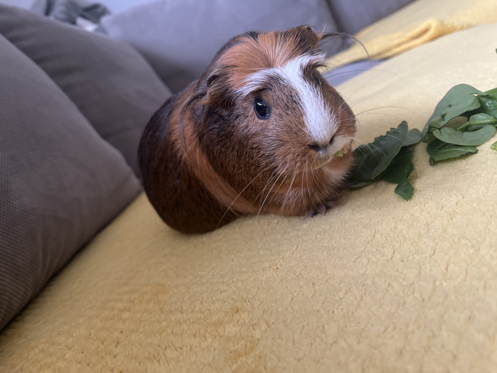 A guinea pig is eating green leaves. The guinea pig is brown and has a white stripe on its head. It is sitting on a yellow blanket next to a gray pillow. The location is Unknown, Unknown.