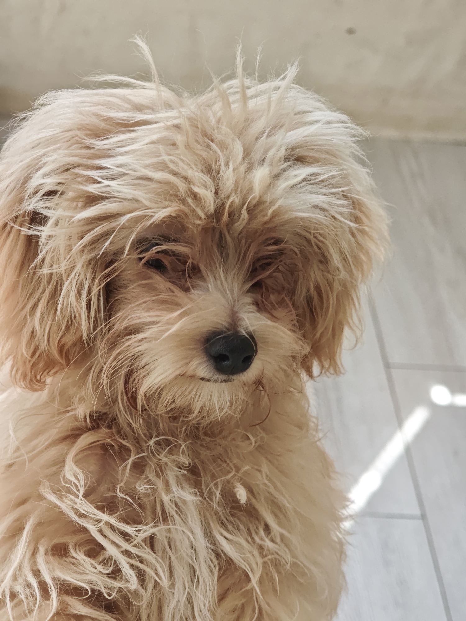 A close-up, low-angle, eye-level shot focuses on the face of a small, fluffy, light-brown dog with its eyes mostly obscured by its shaggy hair. The dog's nose is black and wet, and its ears are floppy. Sunlight streams in from the right side of the image, creating bright highlights on the dog's fur and casting a diagonal stripe of light across the tiled floor in the background. The tiles are light gray with thin, darker gray grout lines. The overall impression is of a relaxed dog in a domestic setting. The image was taken on an unknown date in an unknown location.