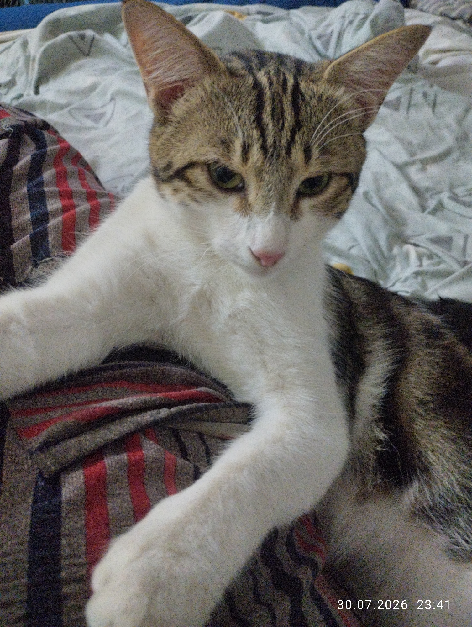 A young domestic shorthair cat with tabby markings and white fur is resting on a striped blanket. The cat's head is turned towards the viewer, with green eyes and pink nose. The cat's front paws are visible, with one extended forward. The background consists of a light-colored, rumpled sheet. A timestamp in the bottom right corner reads "30.07.2026 23:41". The scene is indoors, likely a bedroom.