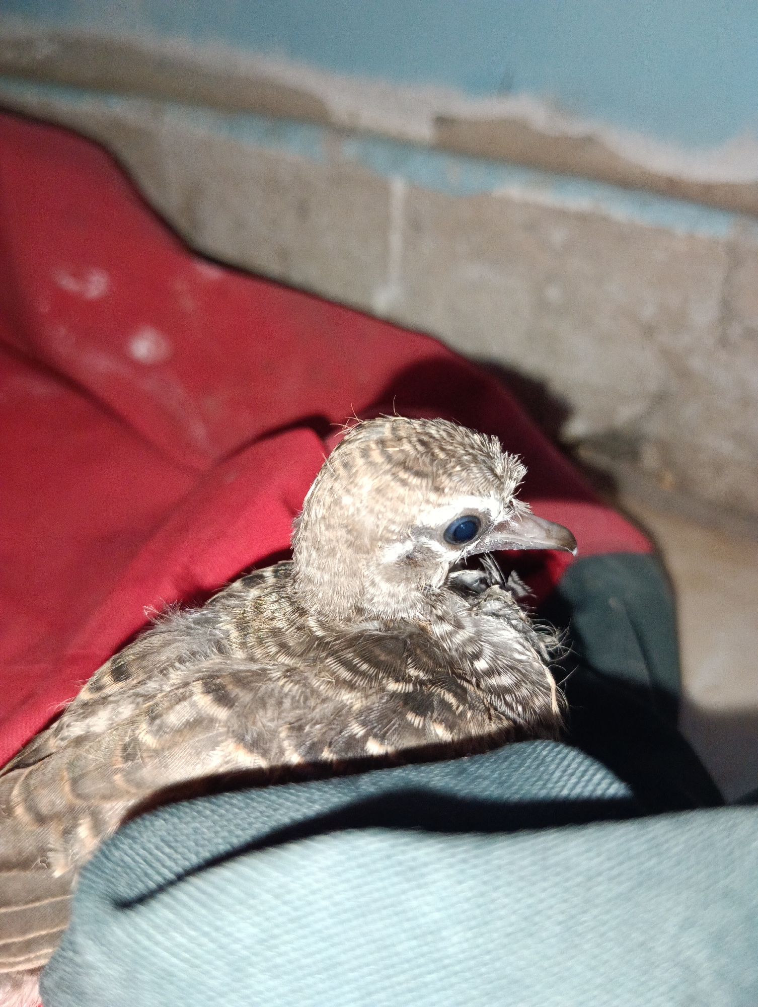 A juvenile bird with brown and white striped plumage is resting on a surface that appears to be a combination of red and blue fabric. The bird is positioned in the center of the frame, facing to the right. Its eye is a striking blue. The background consists of a textured wall with horizontal lines and what appears to be peeling paint, colored in shades of blue and beige. The lighting suggests it is indoors, possibly in a residential setting. No specific location within Pematang Jaya, Indonesia, can be determined from the visual information in the image.