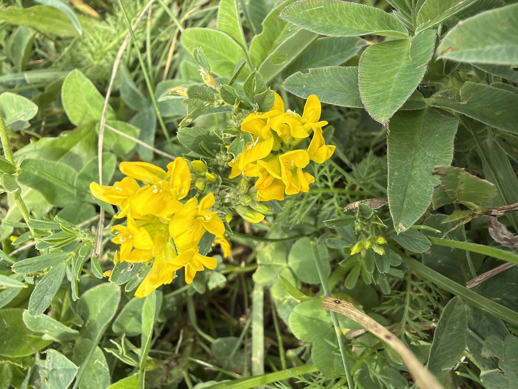 In Saulkalne, Latvia, a close-up, overhead view captures a cluster of vibrant yellow flowers blooming amidst lush green foliage. The flowers, with their distinct pea-like structure, are concentrated on a central stem, appearing delicate and bright against the surrounding greenery. The leaves are varied in shape and size, some broad and ovate with serrated edges, others smaller and more elongated. The environment suggests a natural setting, likely a meadow or roadside verge, with a mix of grasses and low-lying plants. The lighting indicates it is daytime, with soft shadows suggesting a sunny day. No people are present in the scene.