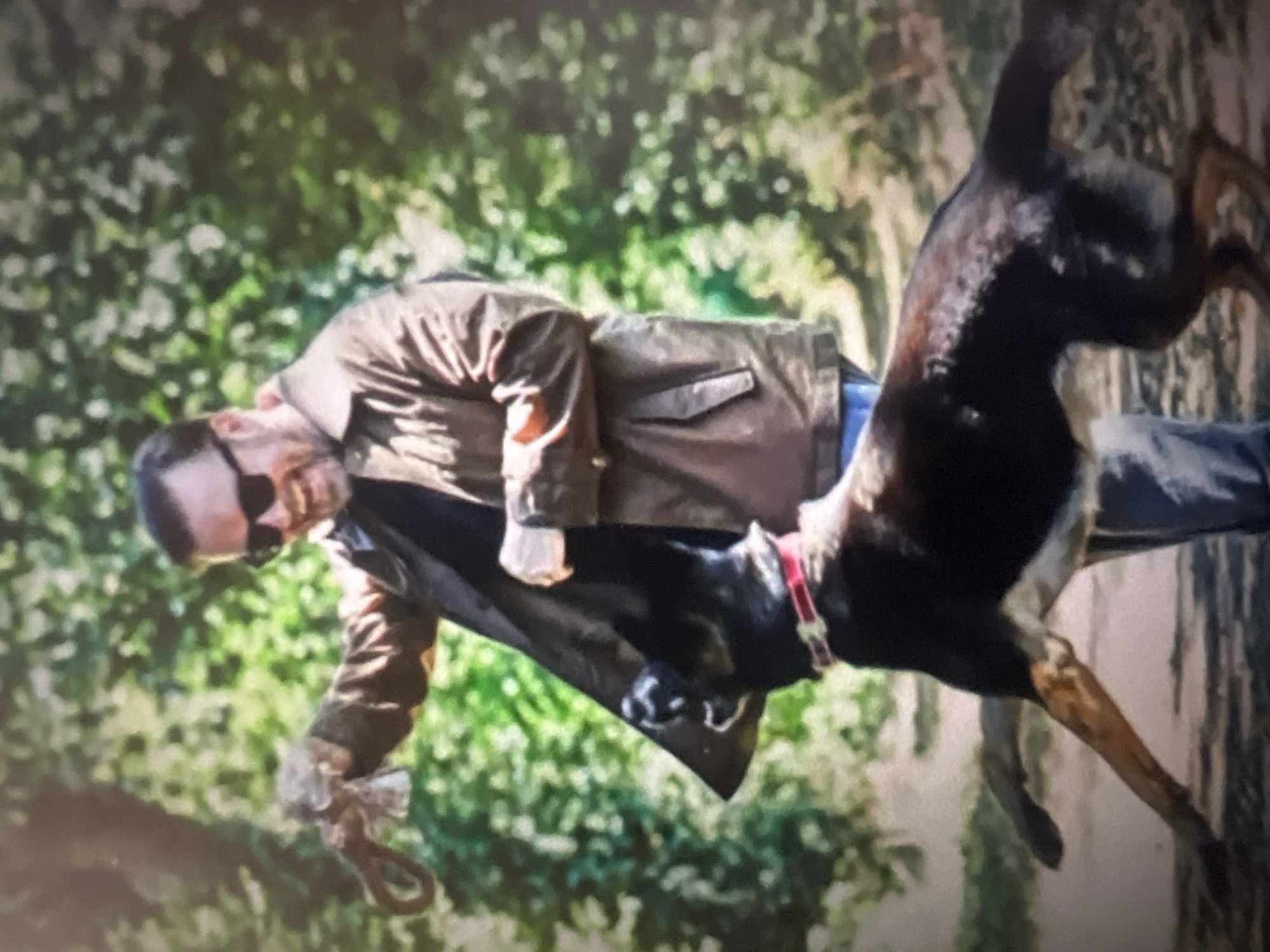 The image shows a man and a dog outdoors. The man is wearing a brown jacket and sunglasses. He is holding a leash in his hand. The dog appears to be a German Shepherd and is wearing a red collar. The dog is in motion, with its body angled upwards and its legs extended. The background consists of green foliage, suggesting a park or natural setting. The lighting suggests it is daytime. The overall impression is of an active moment between a man and his dog. The image is slightly blurry, making precise details difficult to discern. There is no visible text in the image.