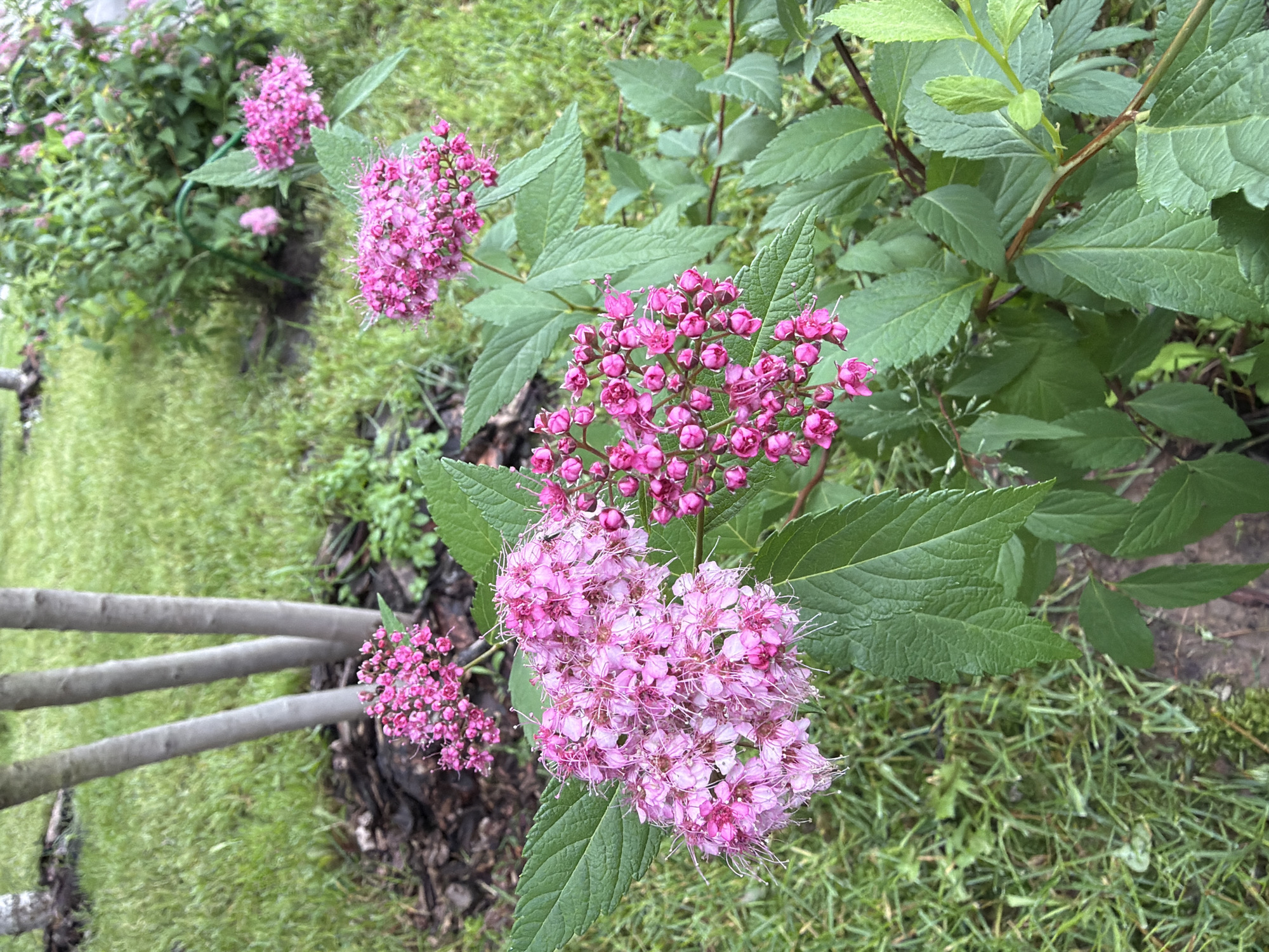 The image shows a close-up view of clusters of small pink flowers on a green leafy bush in an outdoor setting. The flowers are clustered together, forming spherical or conical shapes. The leaves are green and ovate with serrated edges. In the background, there is green grass and the trunks of three trees. The overall impression is of a well-maintained garden or park area. The location is unknown.