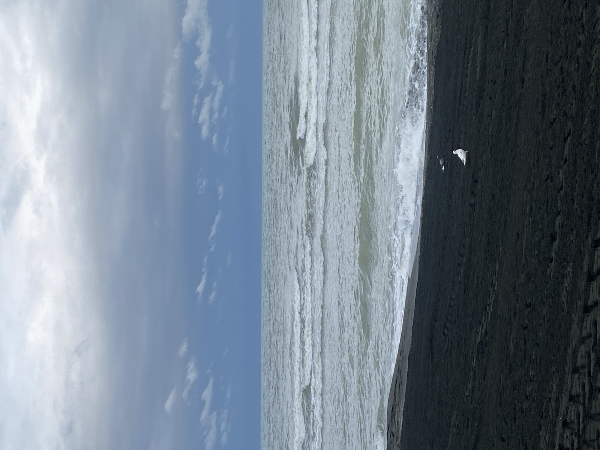 An overcast day at the black sand beach of Ureki, Georgia. The sea is choppy with moderate waves crashing onto the shore. A dark, textured sand beach occupies the foreground, with tire tracks visible on the left side. Two seagulls are present on the beach; one is white with blue wingtips, and the other is darker, possibly a juvenile. The sky is filled with heavy, gray clouds, with a lighter band of clouds nearer to the horizon.