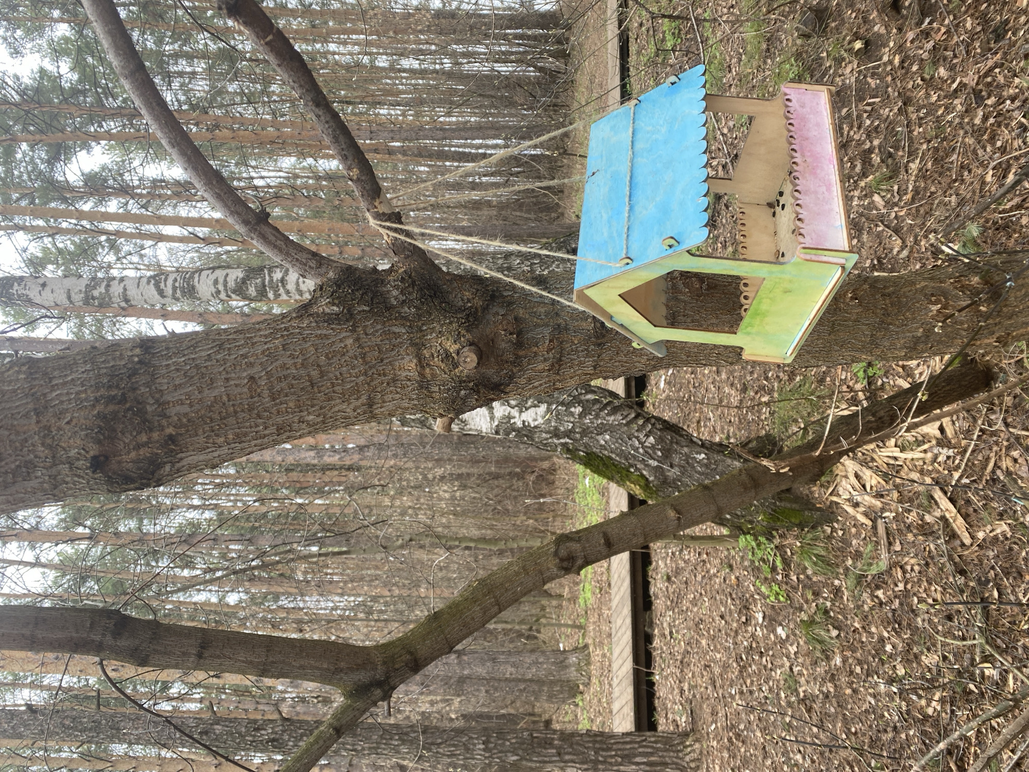 A colorful wooden bird feeder hangs from a tree in a wooded area, likely a forest or park in Chaikovsky, Russia. The bird feeder is painted with a blue, scalloped roof, light green front, and light pink side, and is suspended by twine. It appears to be handmade.
The feeder is attached to a large tree with dark, textured bark. In the mid-ground, a distinctive birch tree with white and black peeling bark is visible. The background is filled with numerous tall, slender trees, possibly pine or similar conifers, with mostly bare branches, indicating either early spring or late autumn. The sky is overcast, providing soft, diffused lighting.
The ground is covered with a thick layer of dry, fallen leaves and twigs, with scattered patches of emerging green foliage. No people or animals are visible, but the presence of the bird feeder suggests human care for local wildlife. No visible text is present in the image.