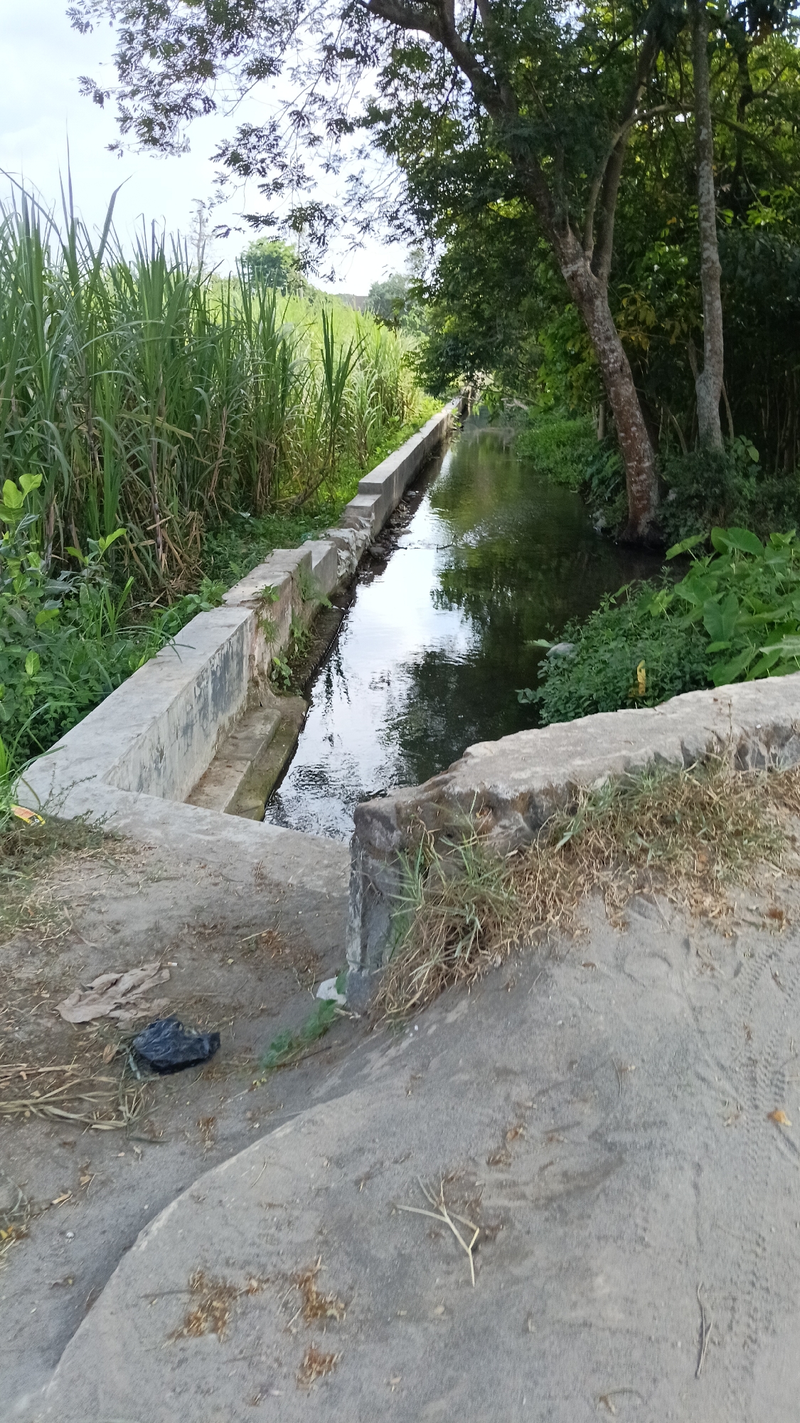 The image depicts a narrow concrete channel filled with dark, reflective water, running between a densely vegetated area of tall green reeds on the left and a more sparsely vegetated bank with trees on the right. The channel appears to be man-made and is partially shaded by trees. In the foreground, a dirt and concrete pathway is visible, with some dry grass and a black plastic bag on the ground. The overall scene suggests a rural or semi-rural environment, possibly an irrigation ditch or small canal. The location is identified as Wates, Indonesia, indicating a tropical climate with lush vegetation.
